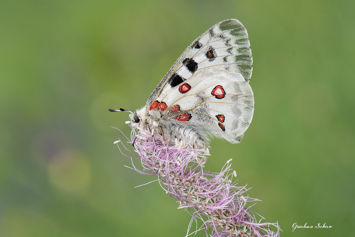 Parnassius apollo