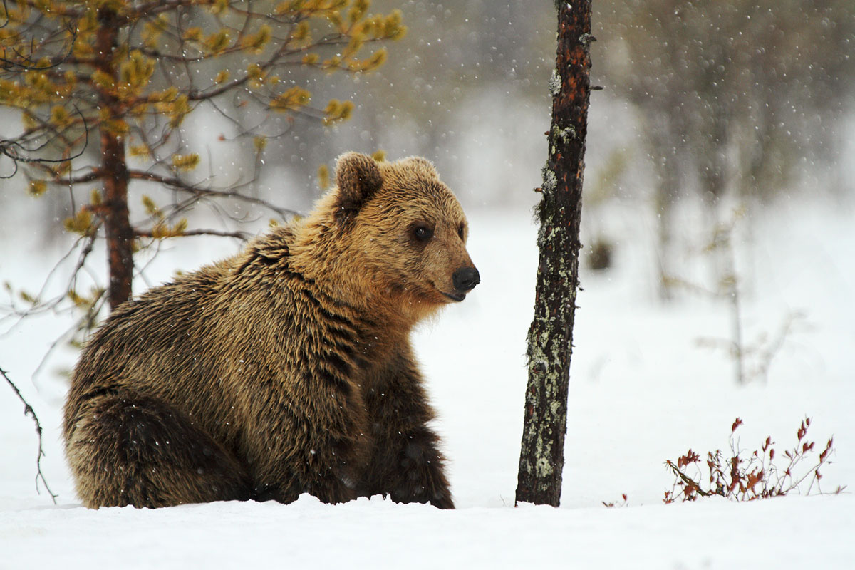 It snows on the bear