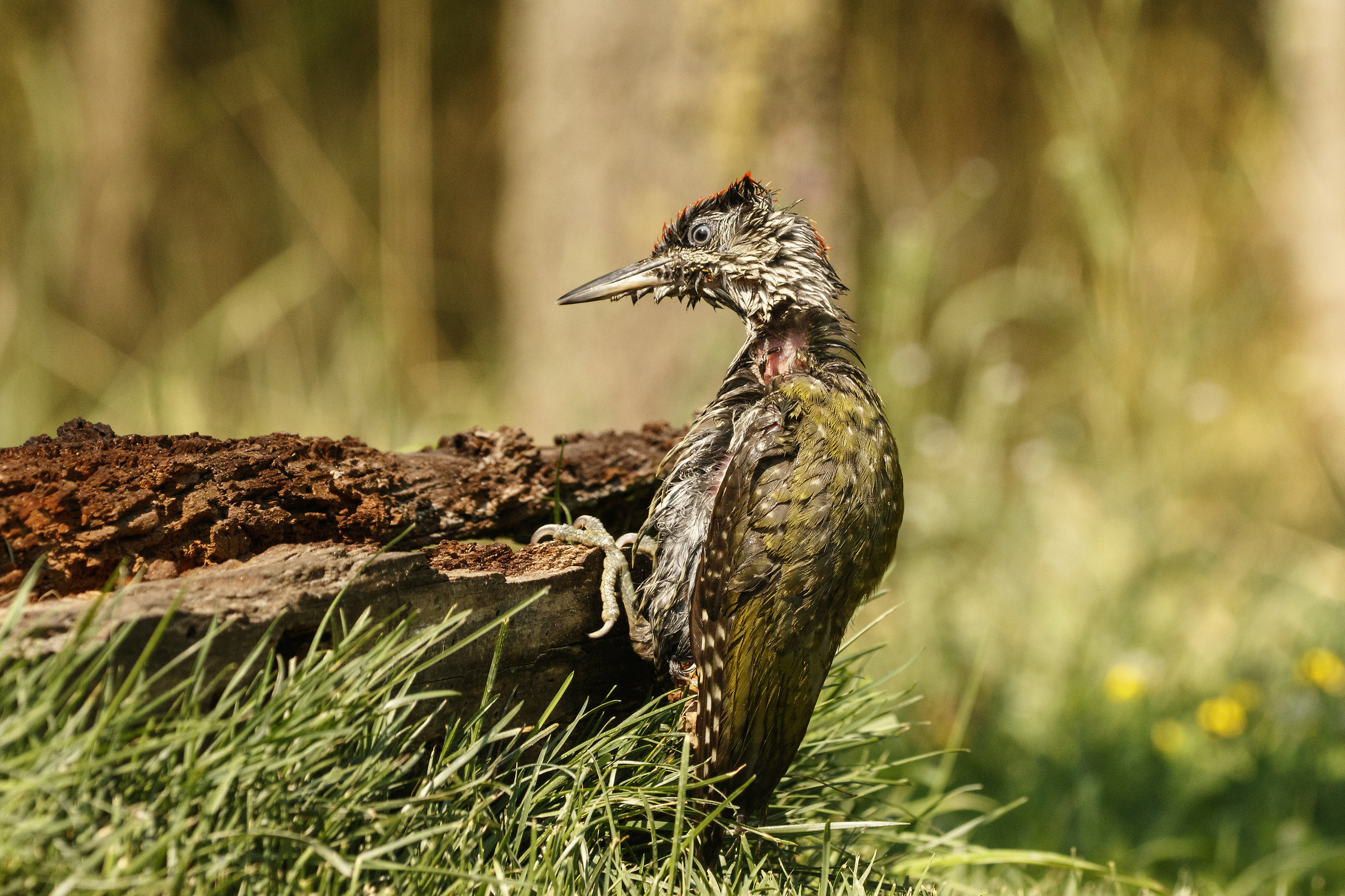 Free climbing of the Green Woodpecker