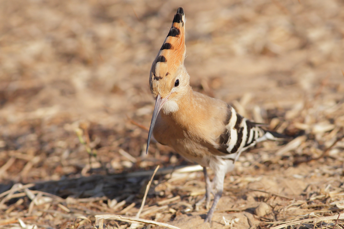 Hoopoe