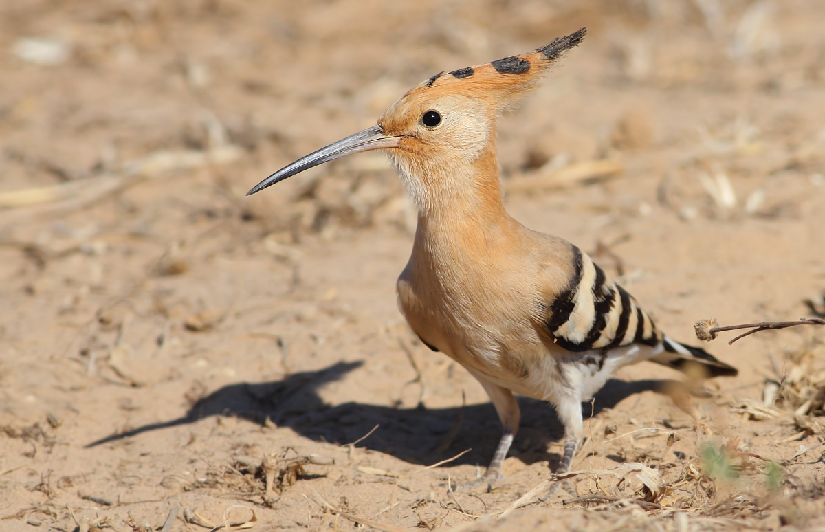 Hoopoe