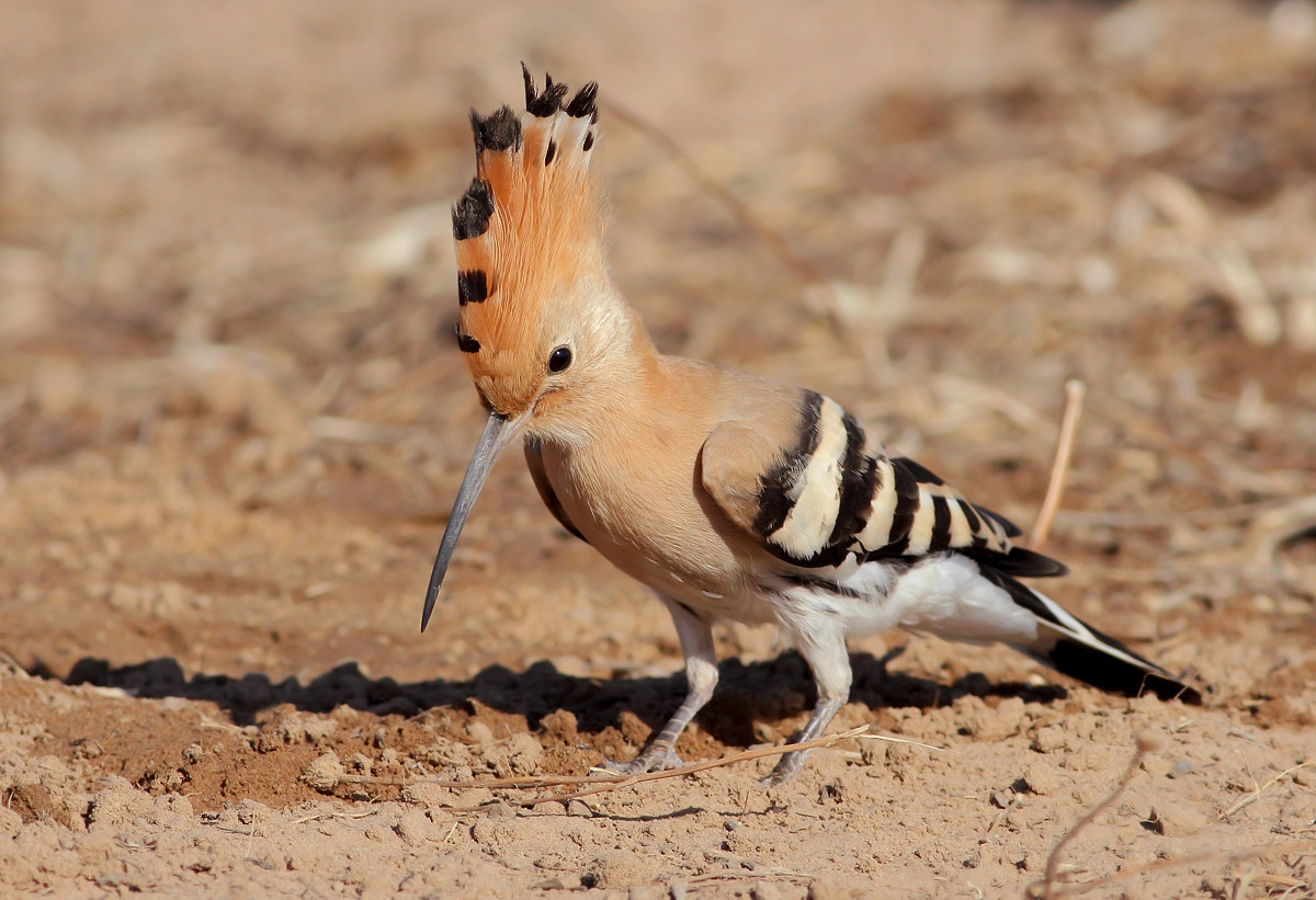 Hoopoe
