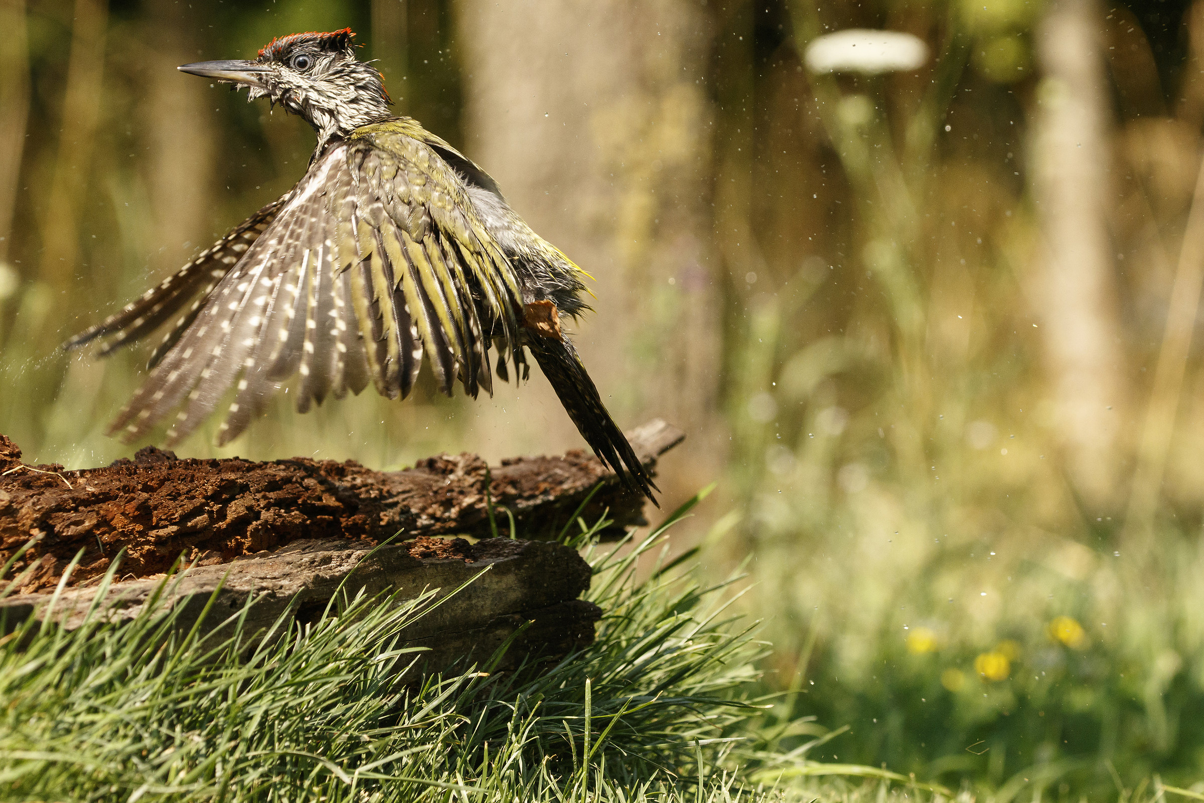 The Takeoff of the Green Woodpecker