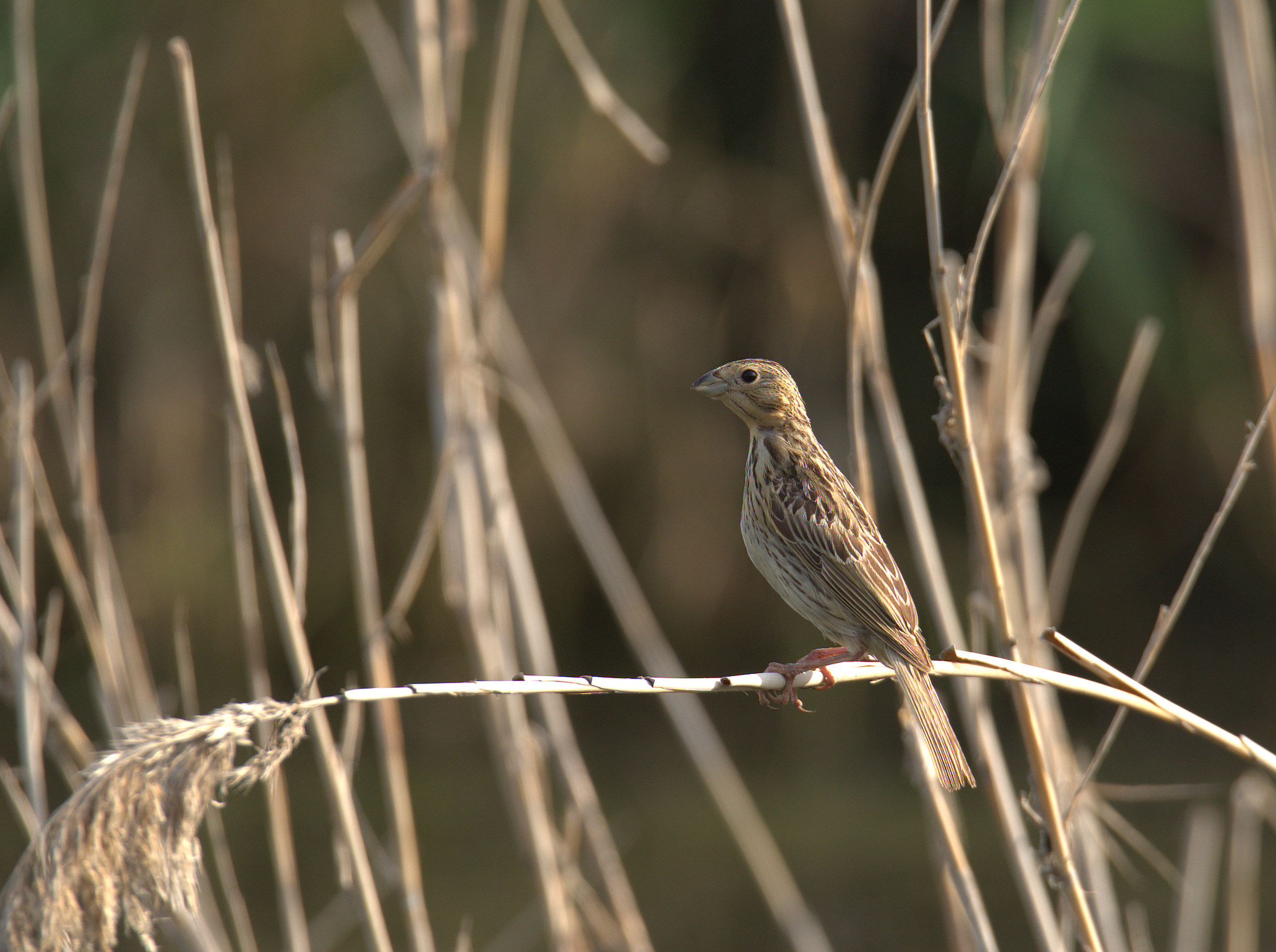 Corn bunting