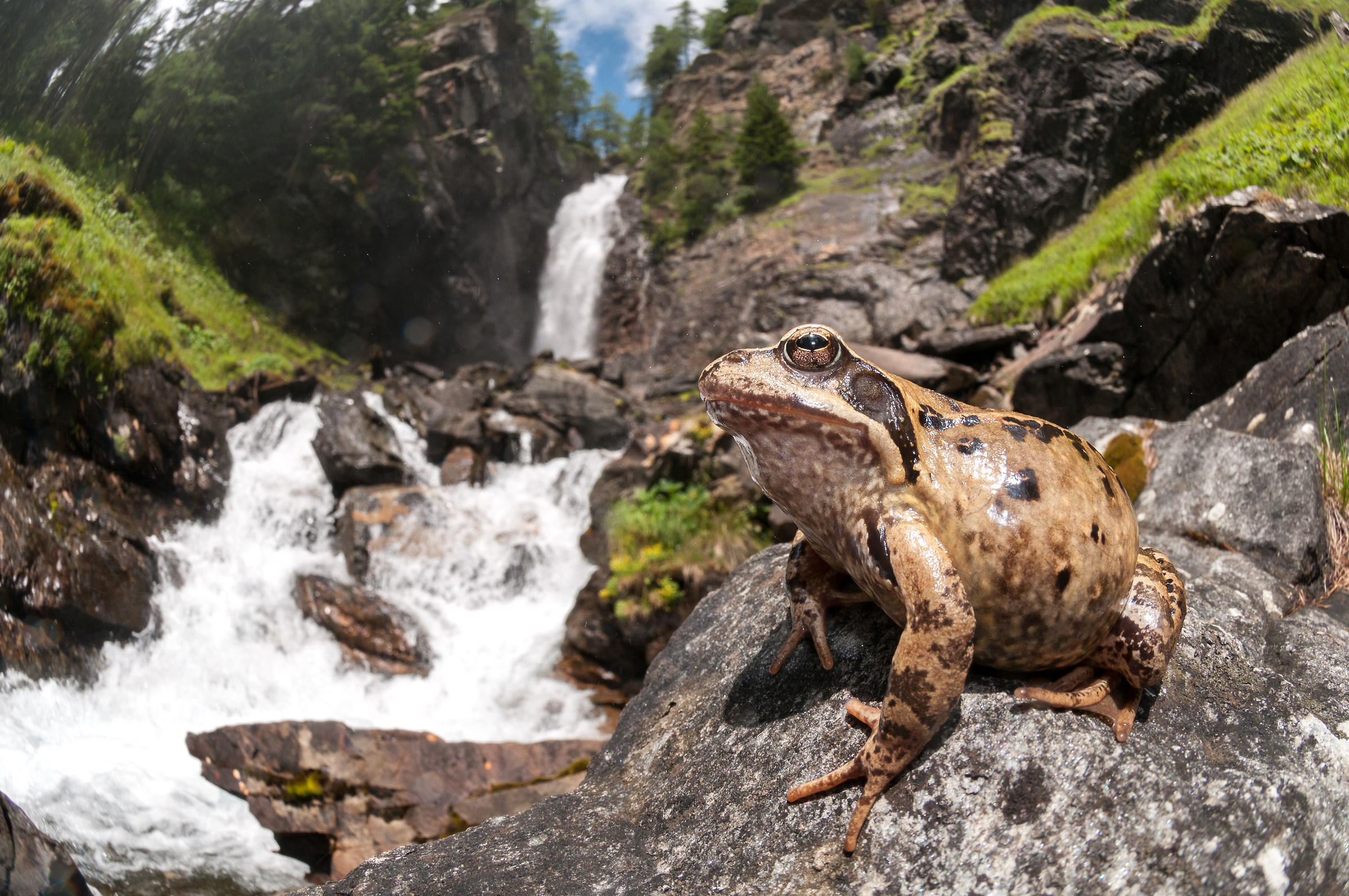 Temporary frog, in the background the Saent Falls