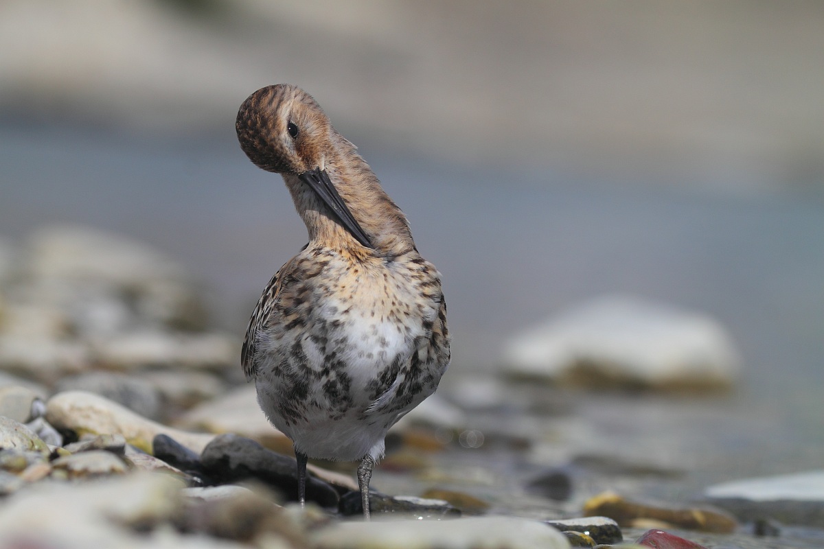 piovanello pancianera