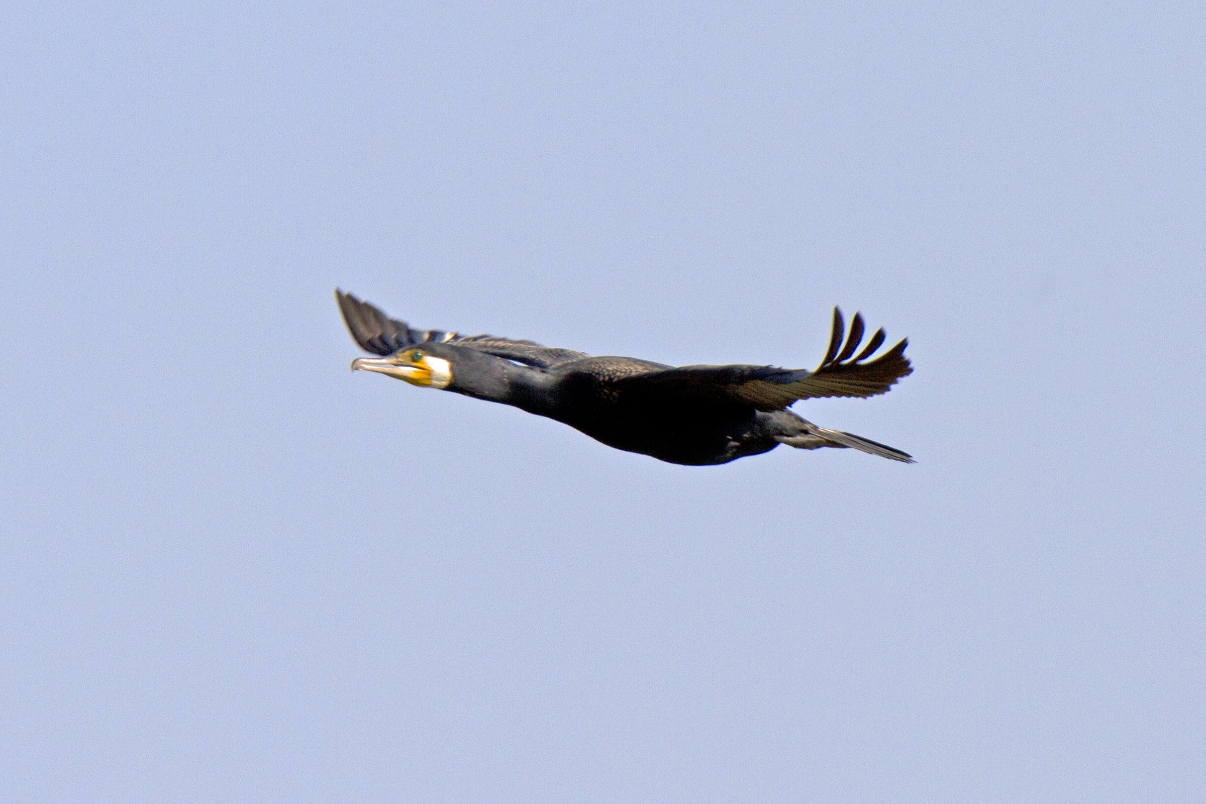 Cormorano