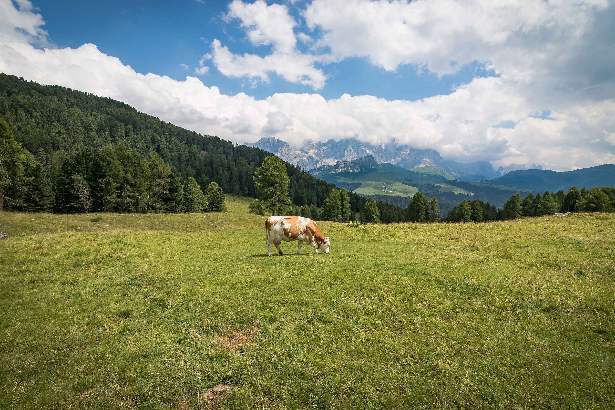 The meadows of Little Mugs
