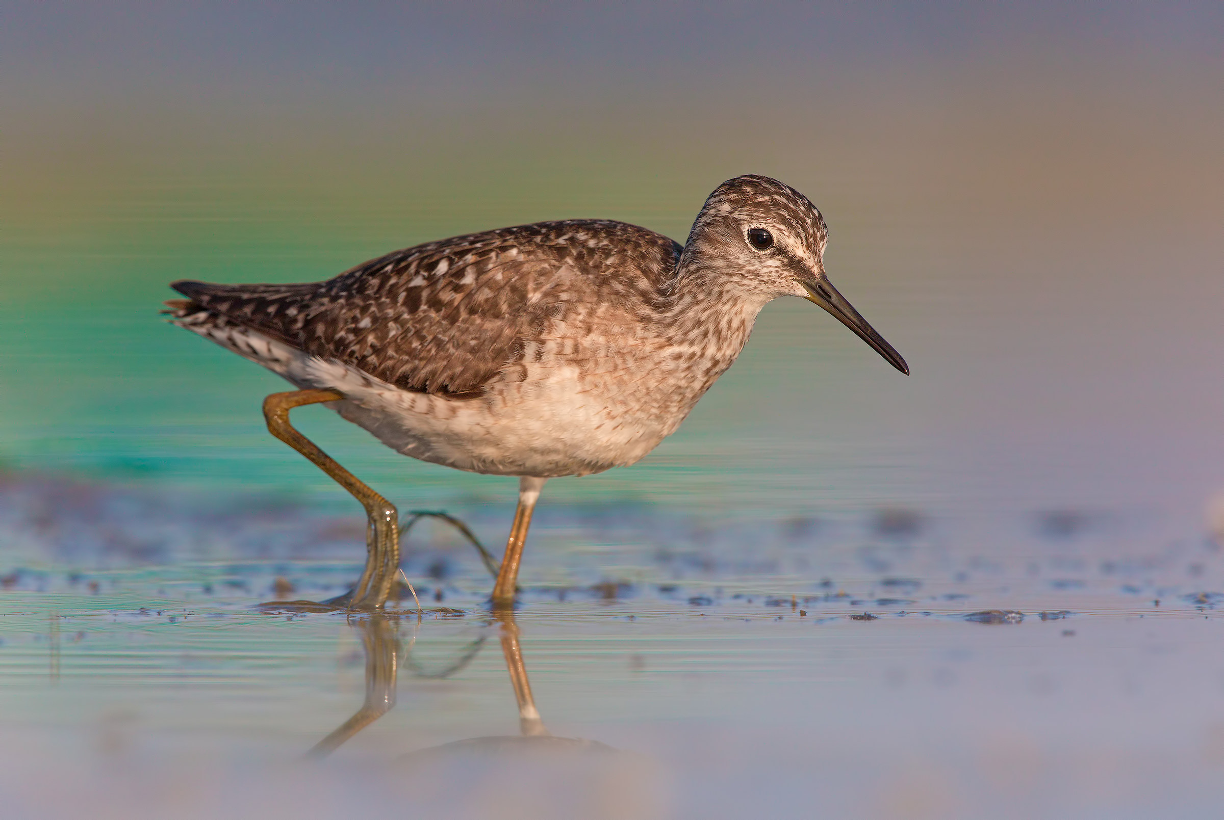 Pyro piro boschereccio