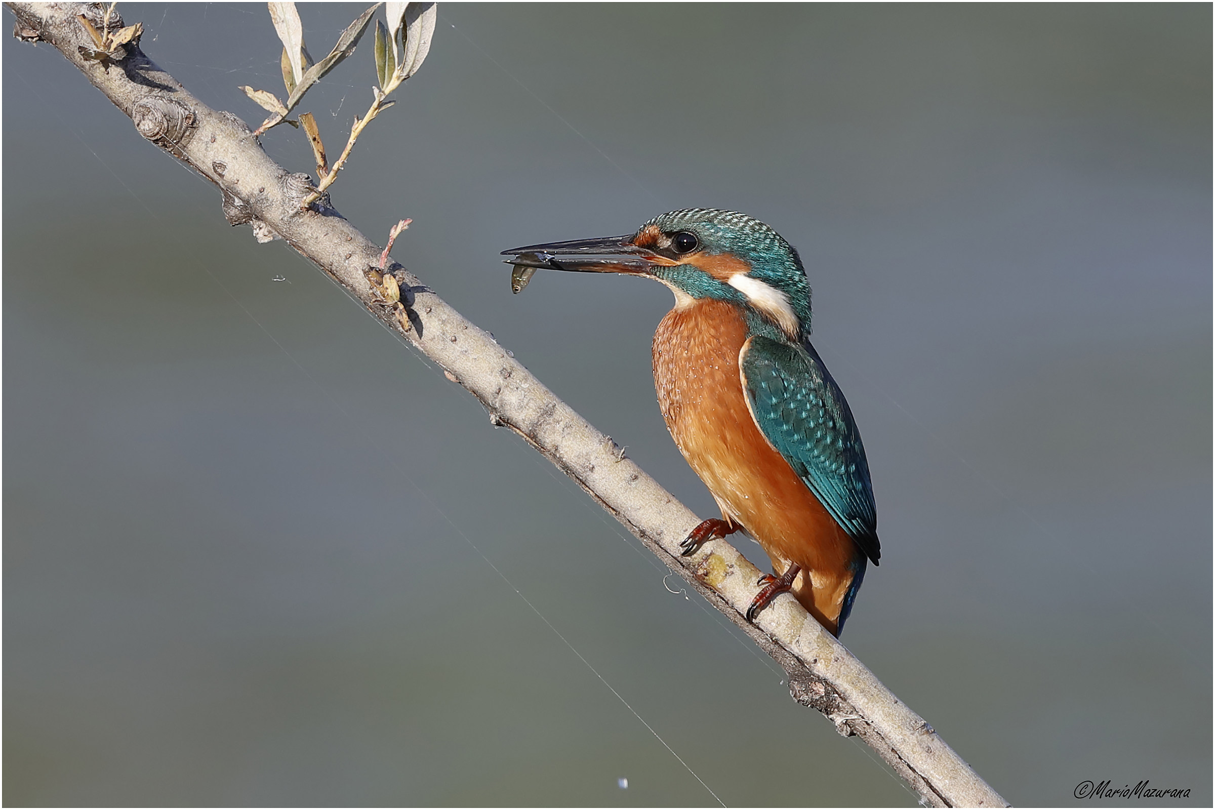 Kingfisher