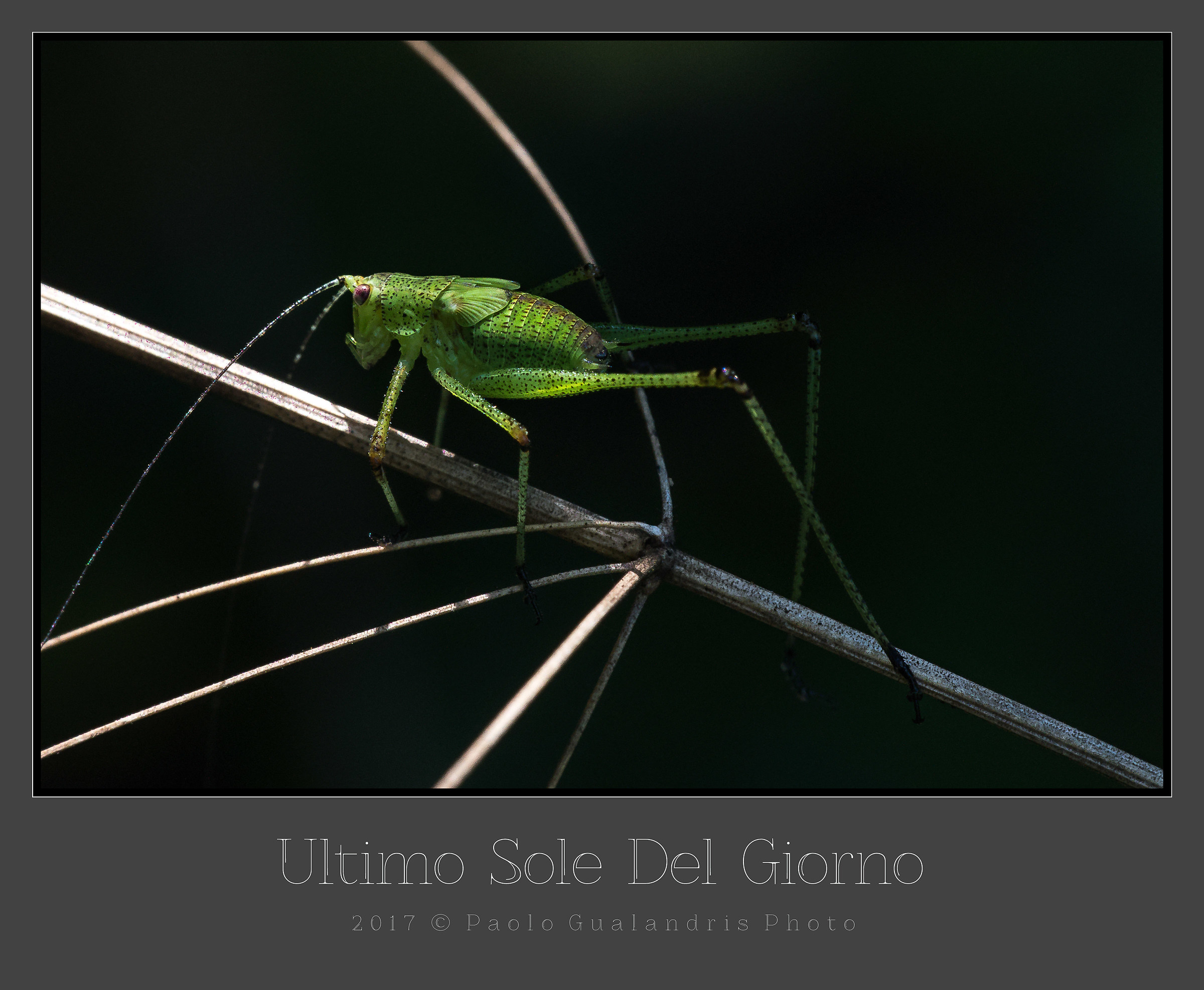 Ultimo Sole Del Giorno