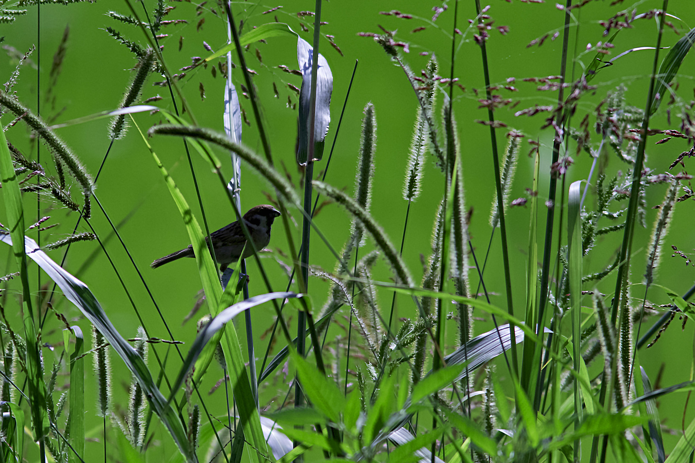 Sparrows do not go away