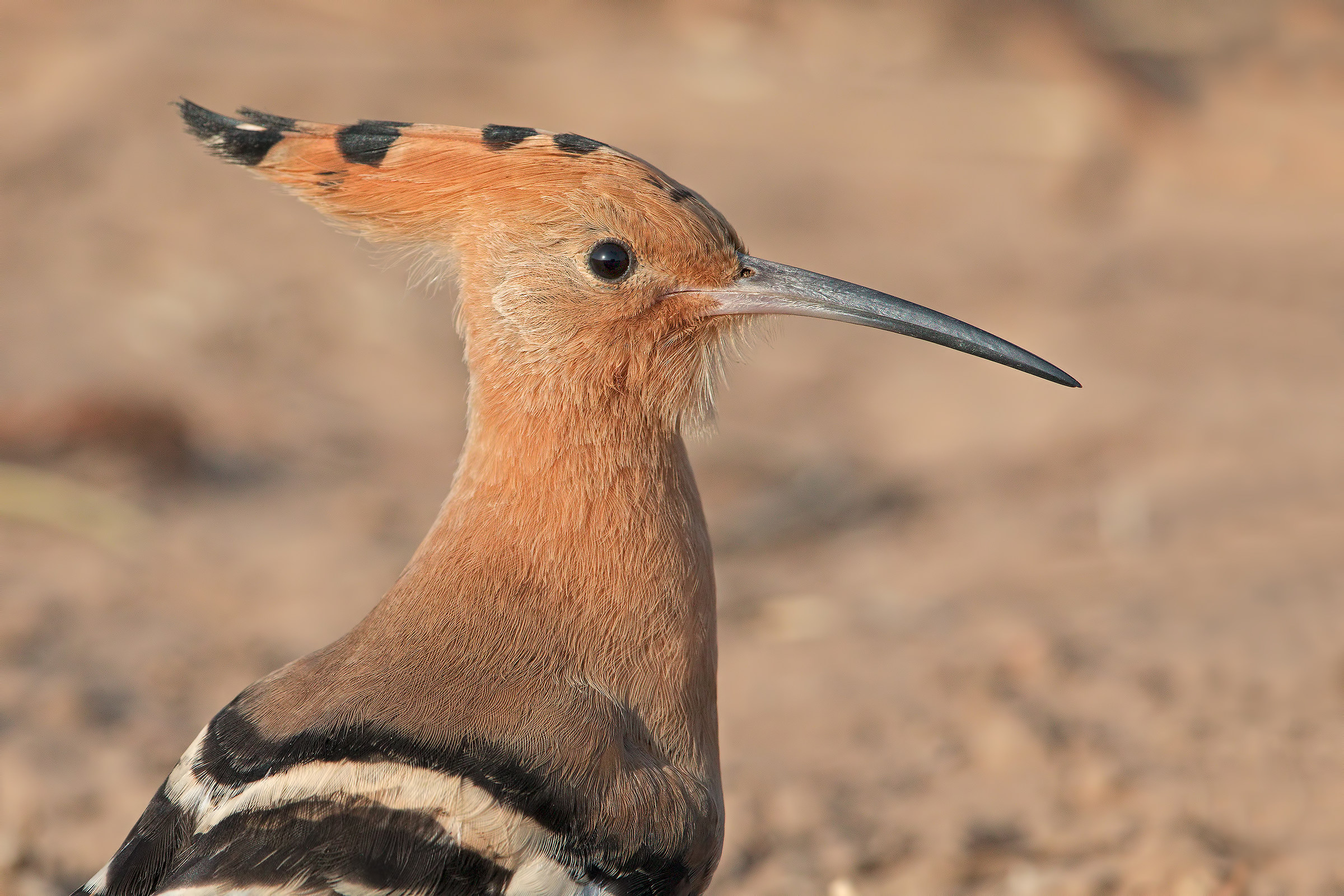 Hoopoe
