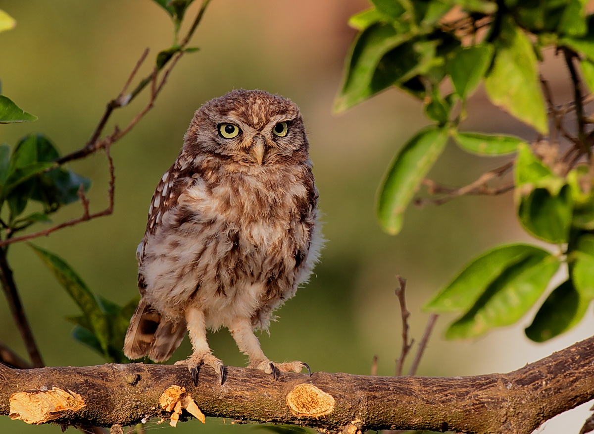 Young owl