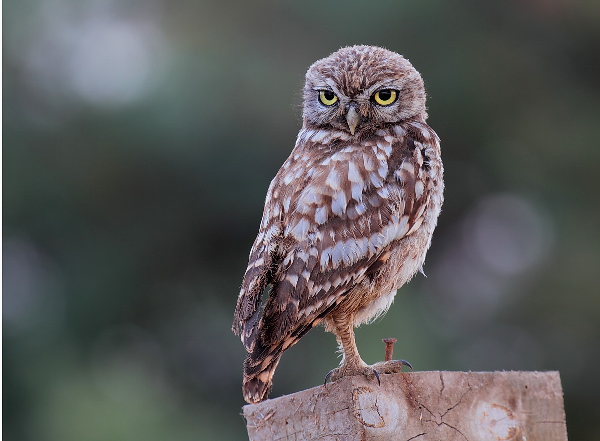 Young owl