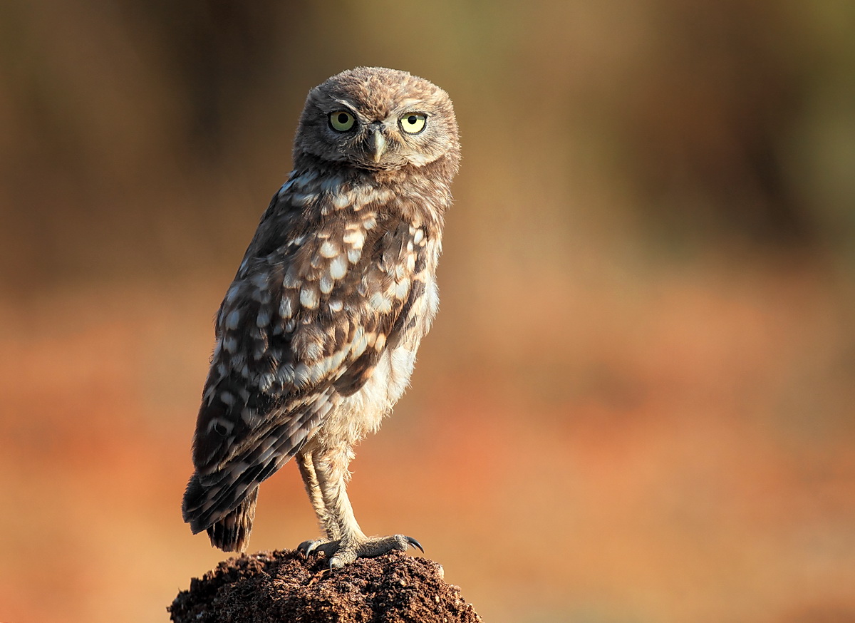 Young owl