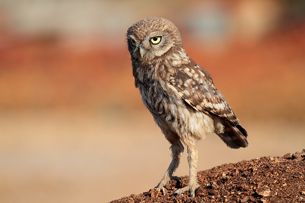 Young owl