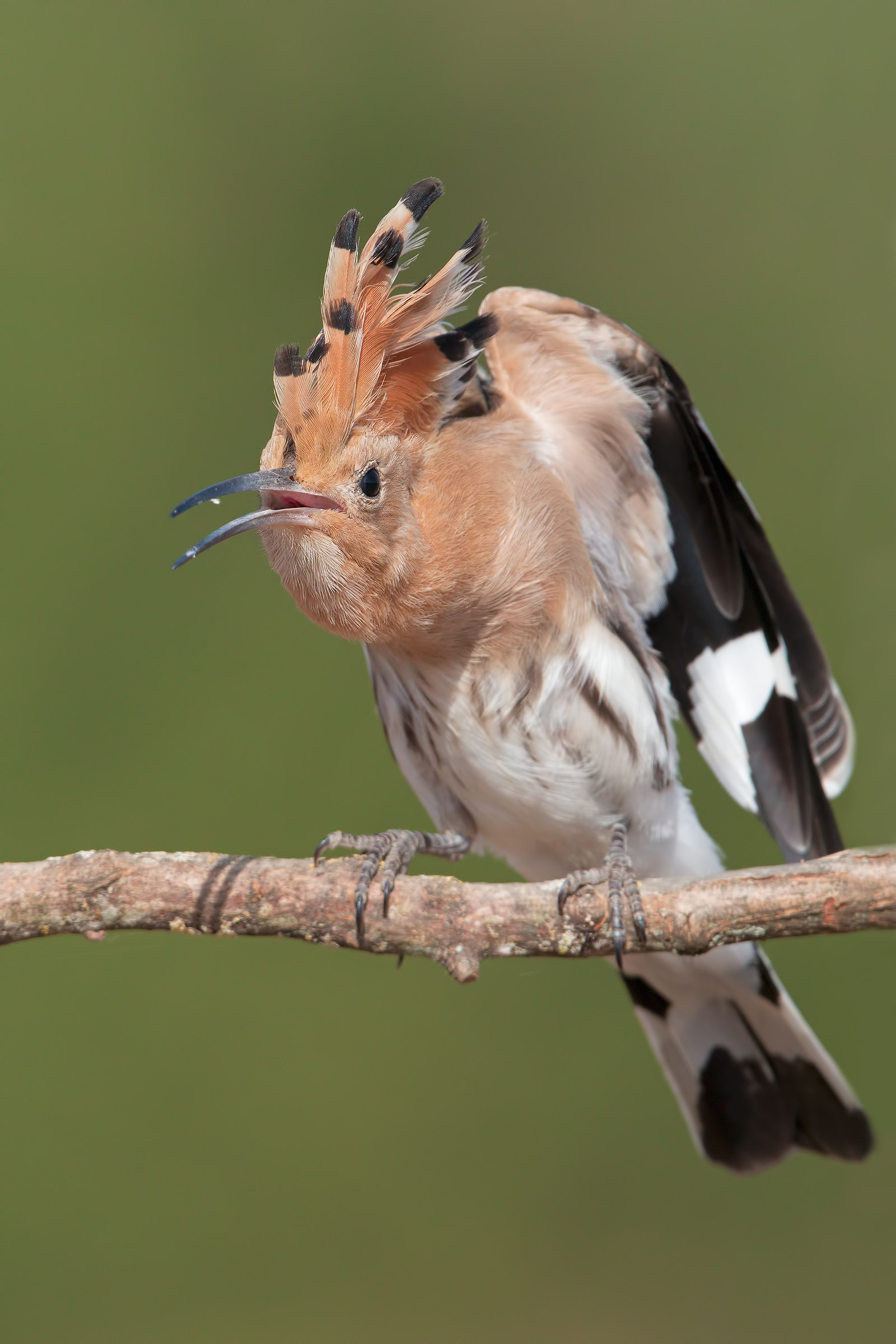 Hoopoe