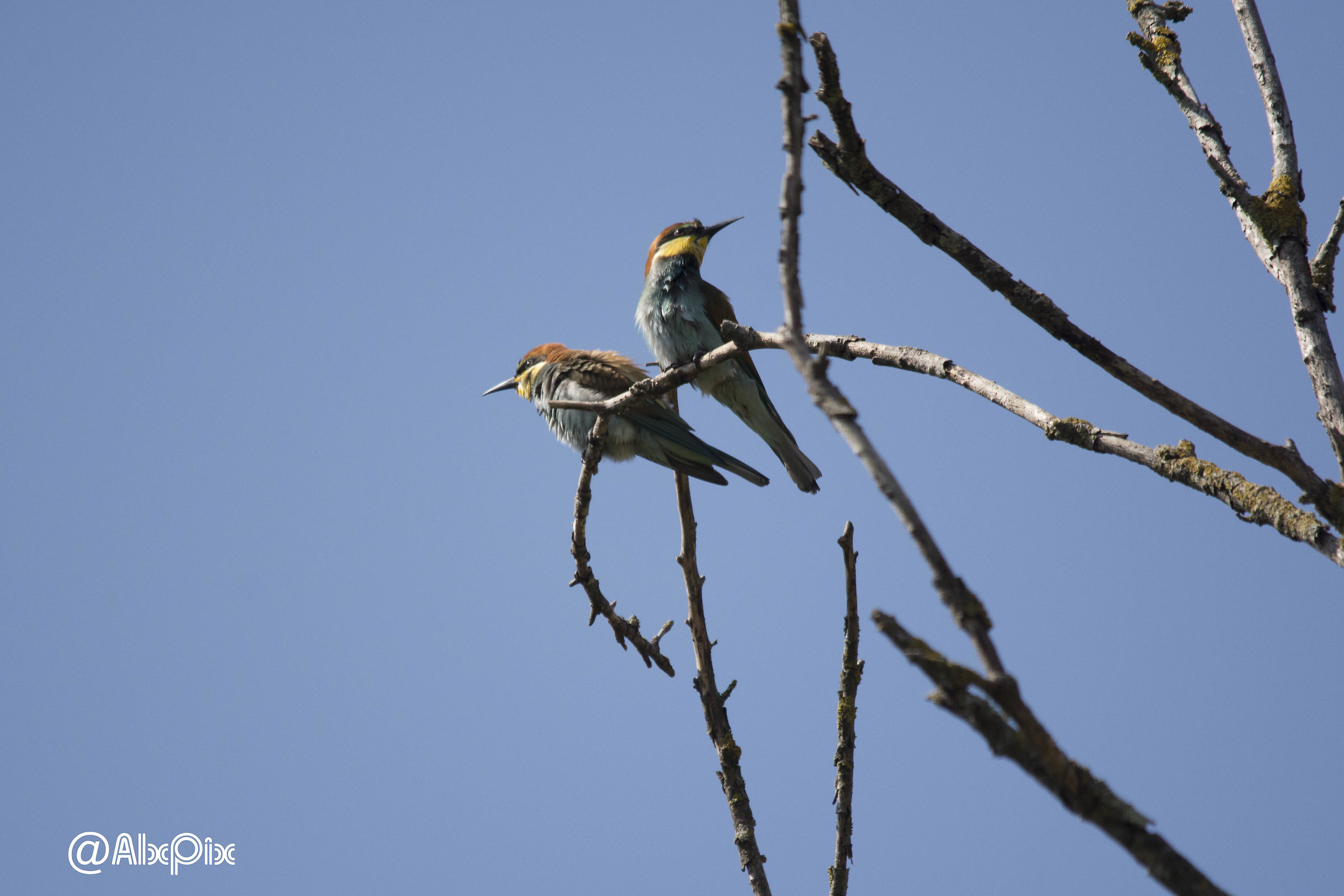 bee-eaters