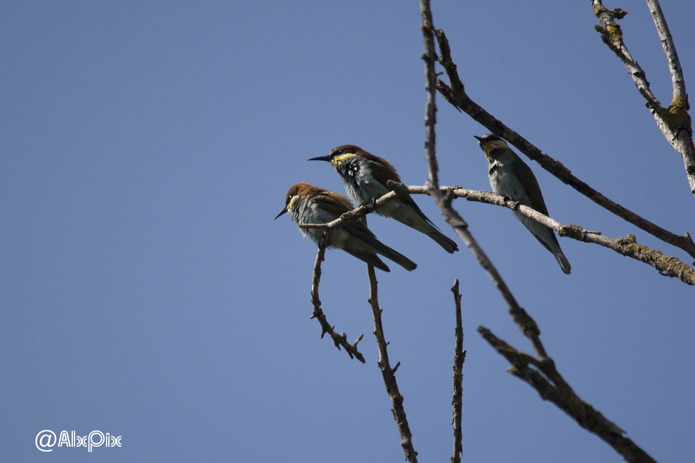 bee-eaters