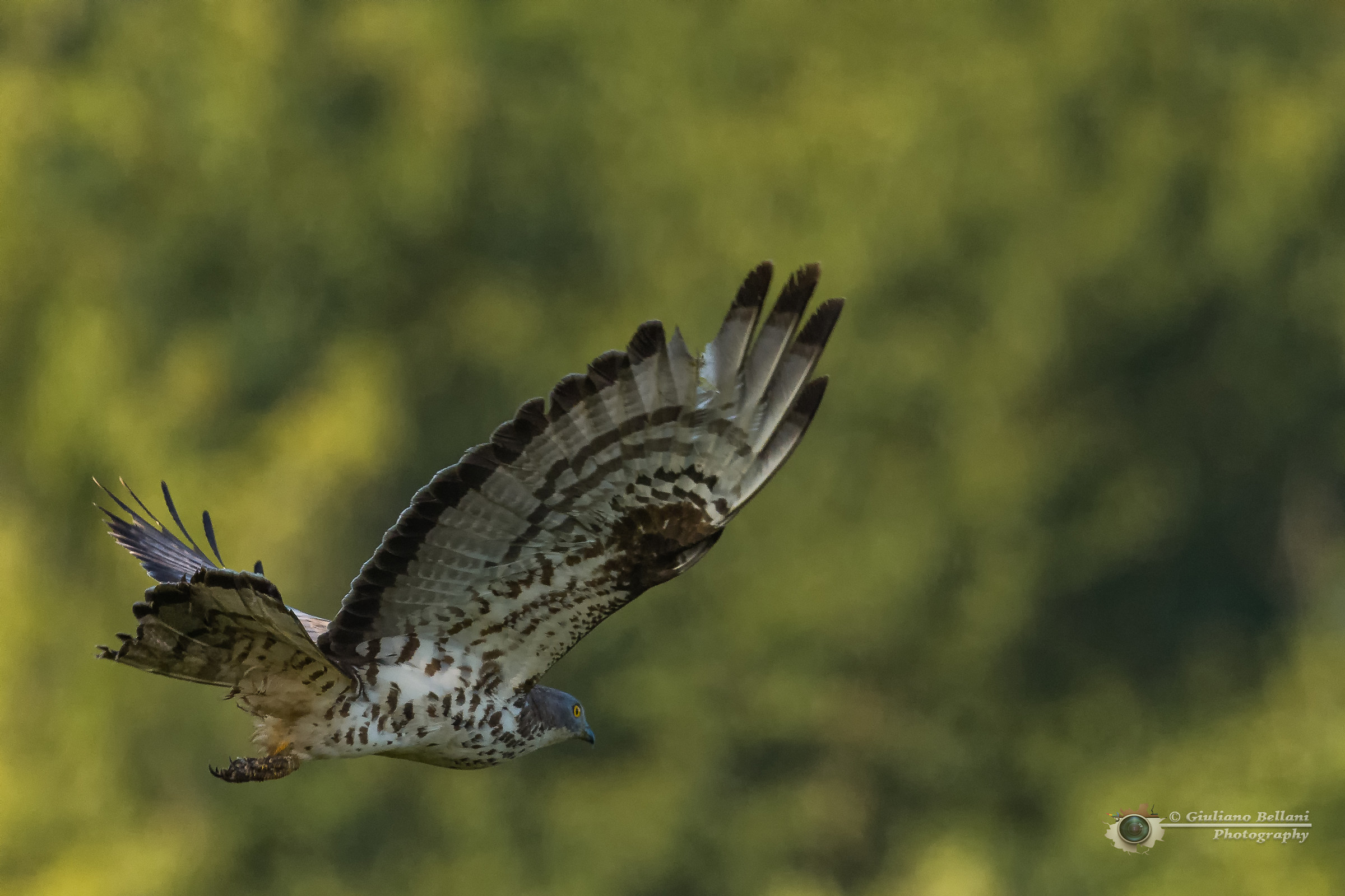 Falco Pecchiaiolo Maschio