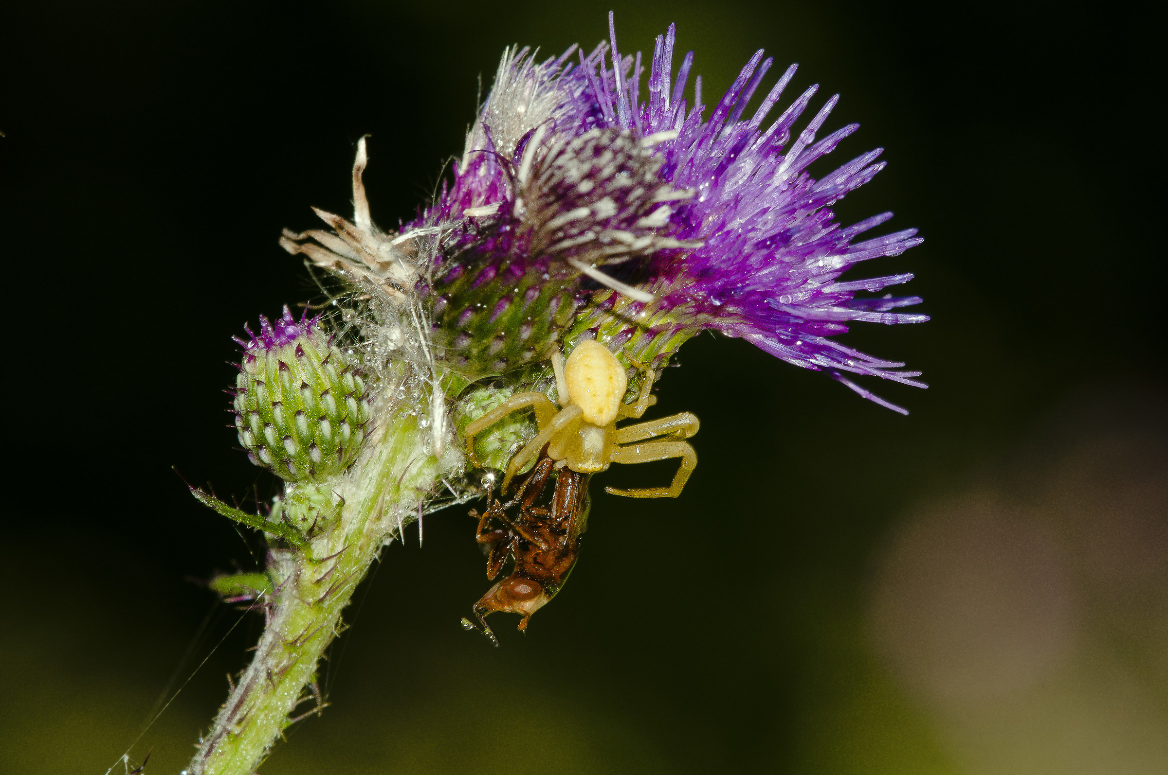 Misumena vatia?