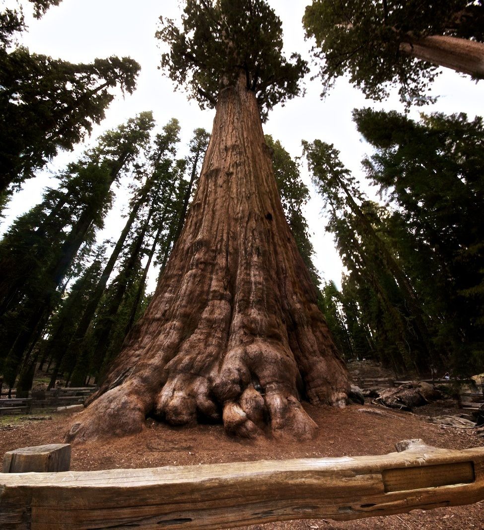 Sequoia