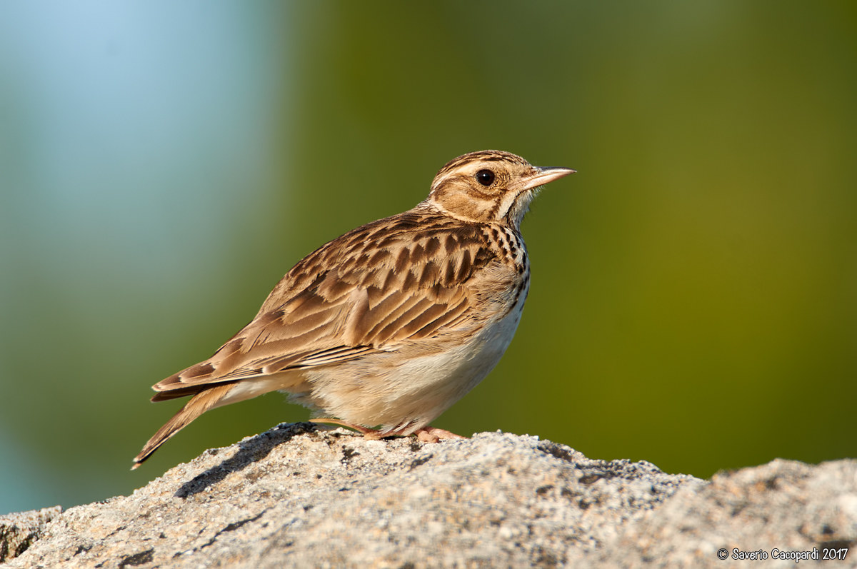 Woodlark