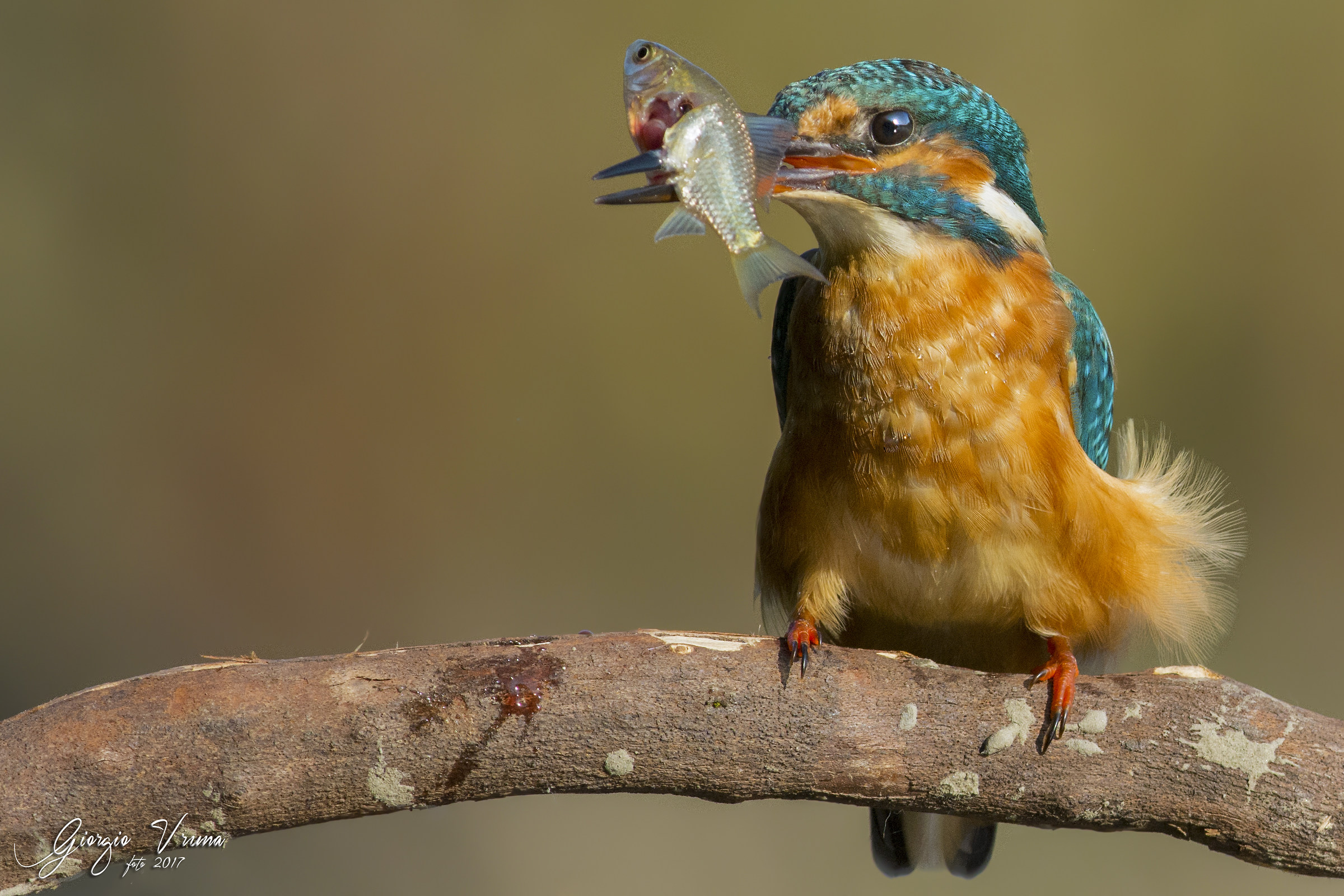 And let's go to Martin's saga!