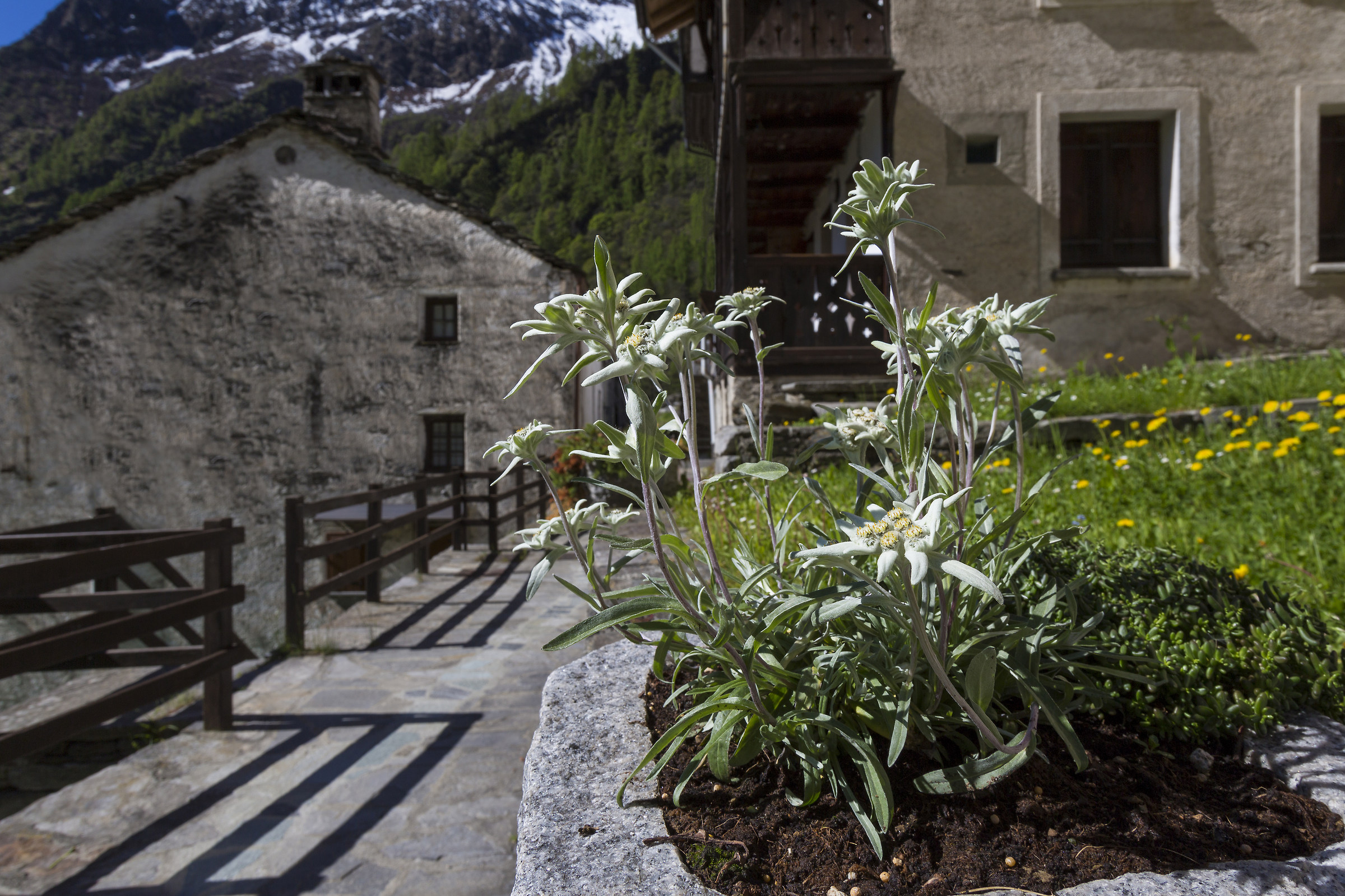 Leontopodium alpinum (Alpine Stella)