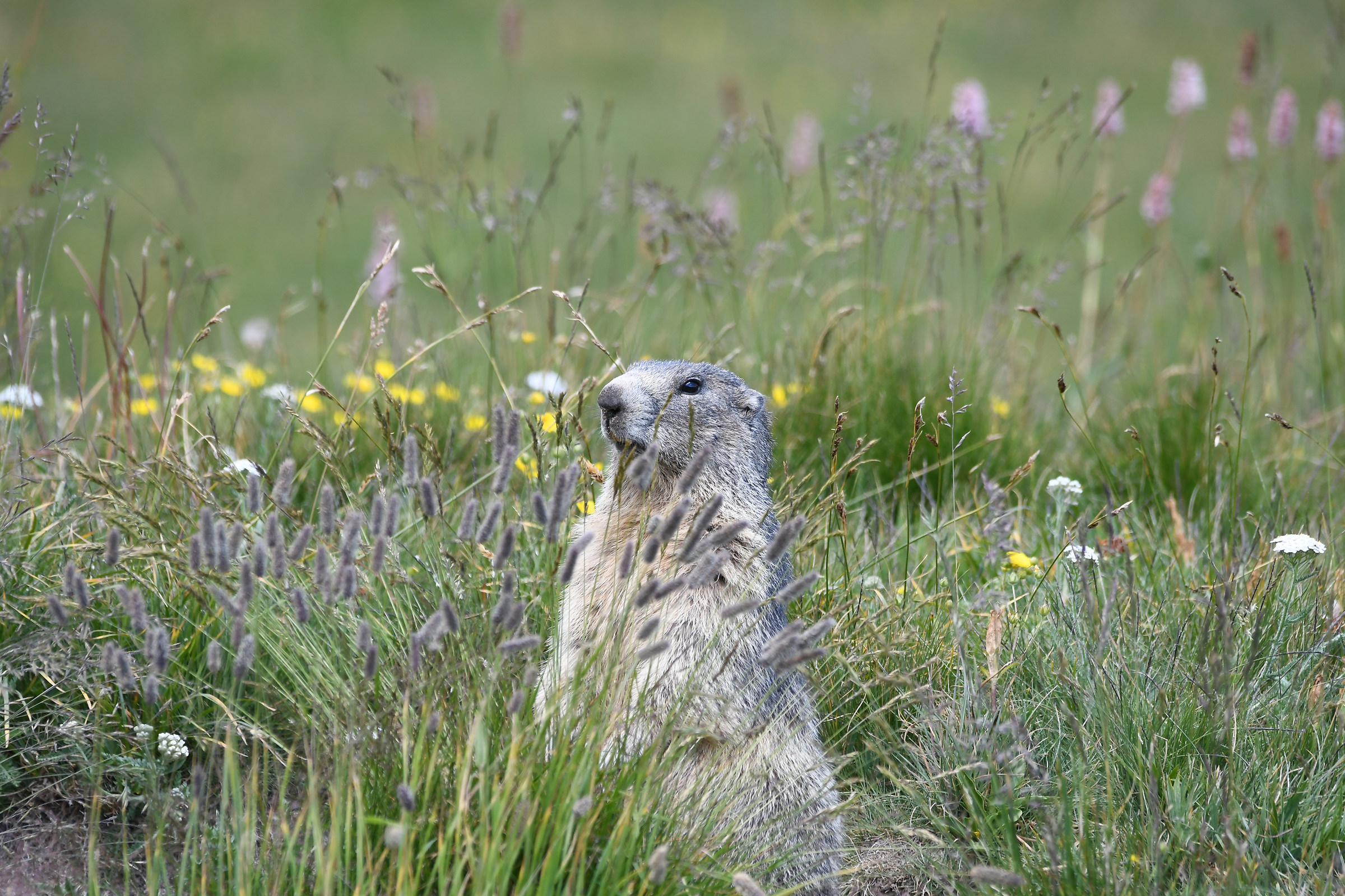 Marmot