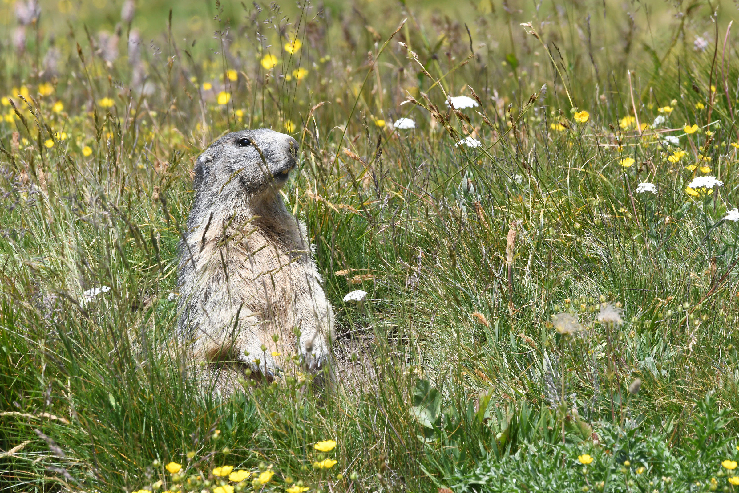 Marmot
