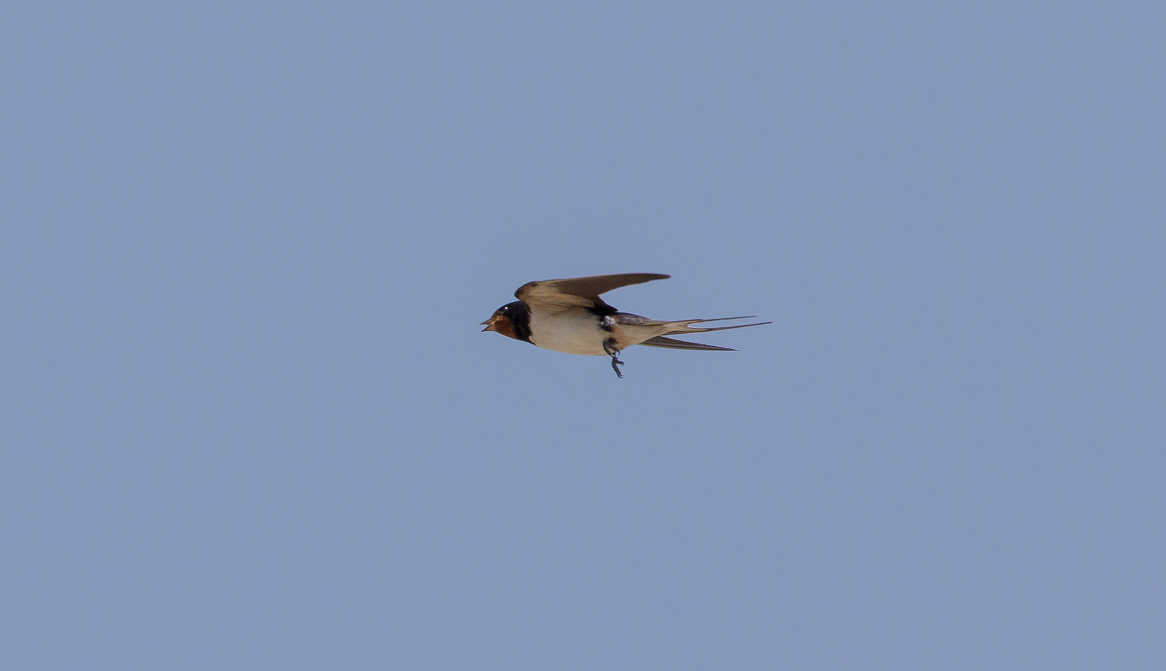 Swallow