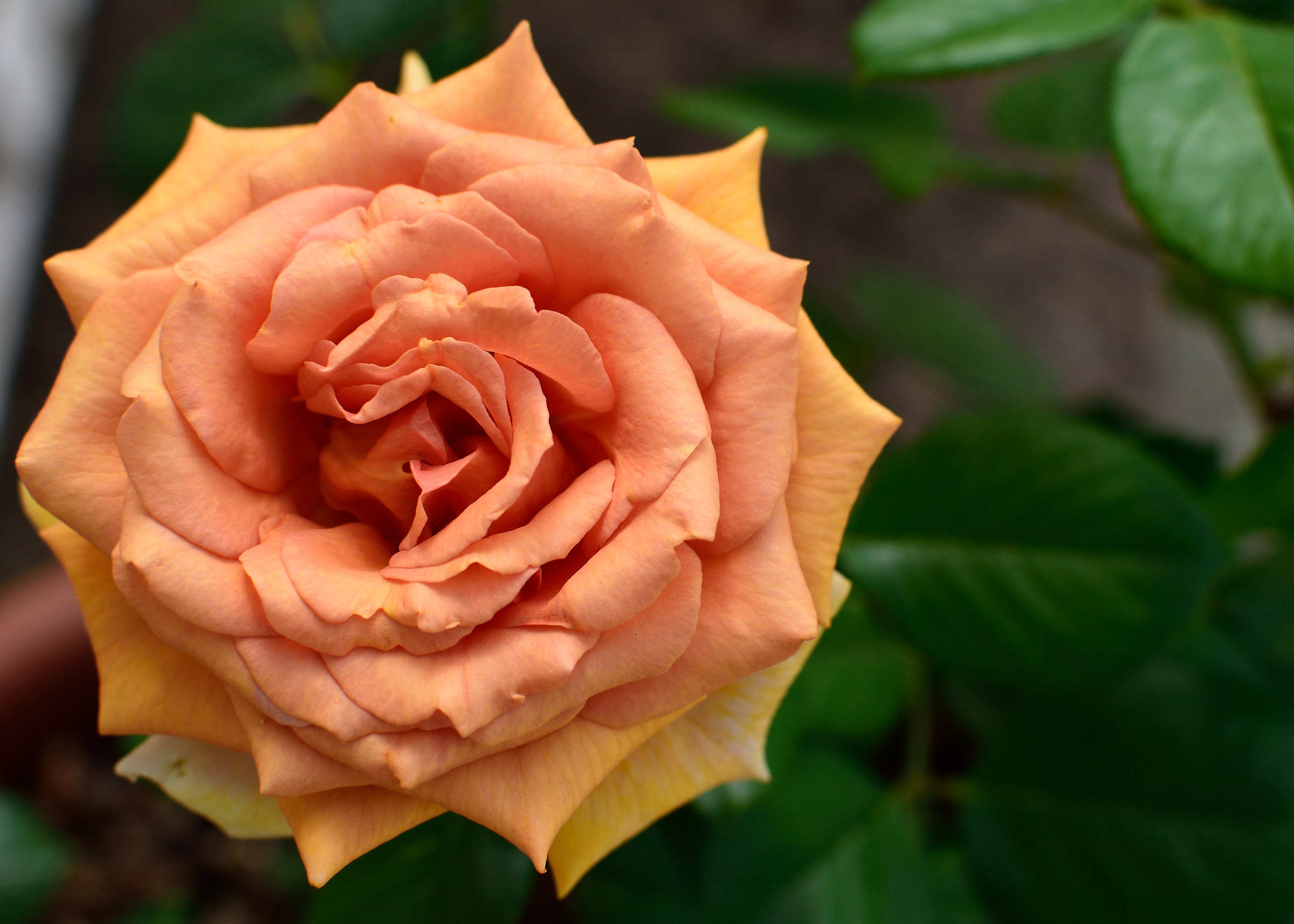 Orange rose