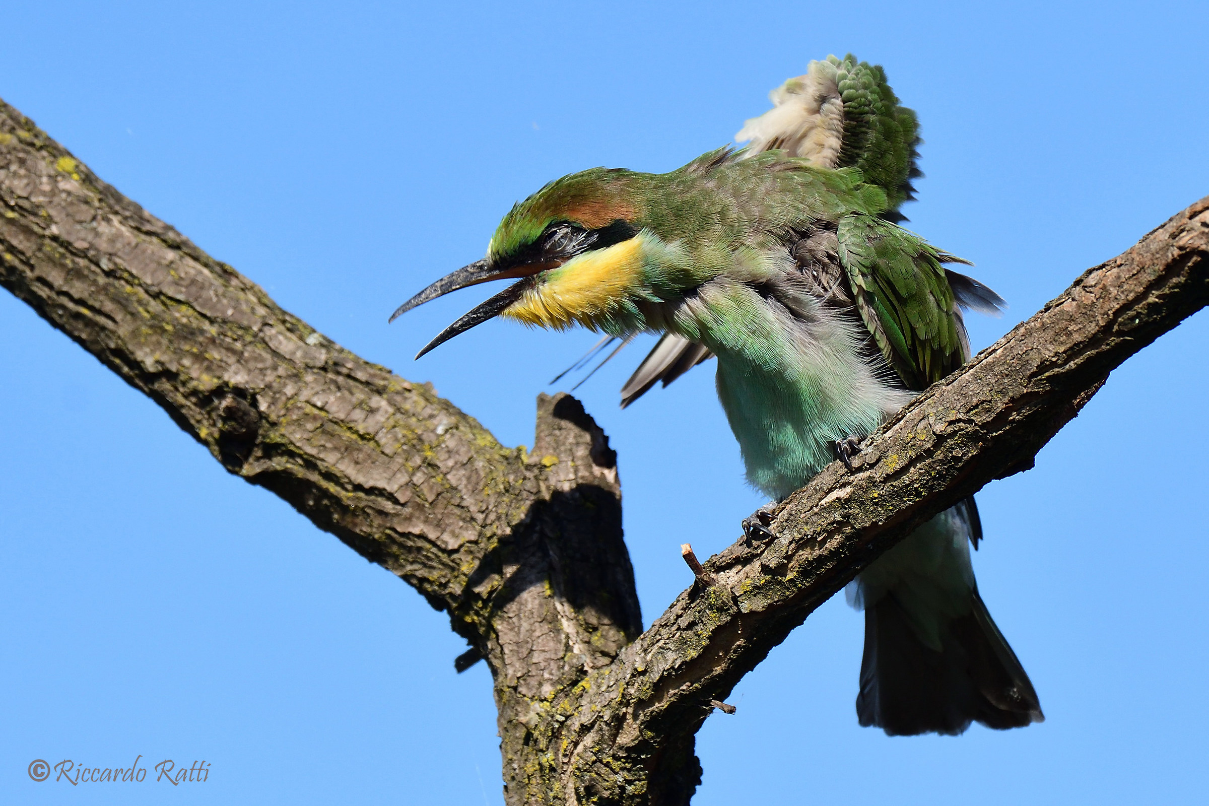 What light out of the nest!