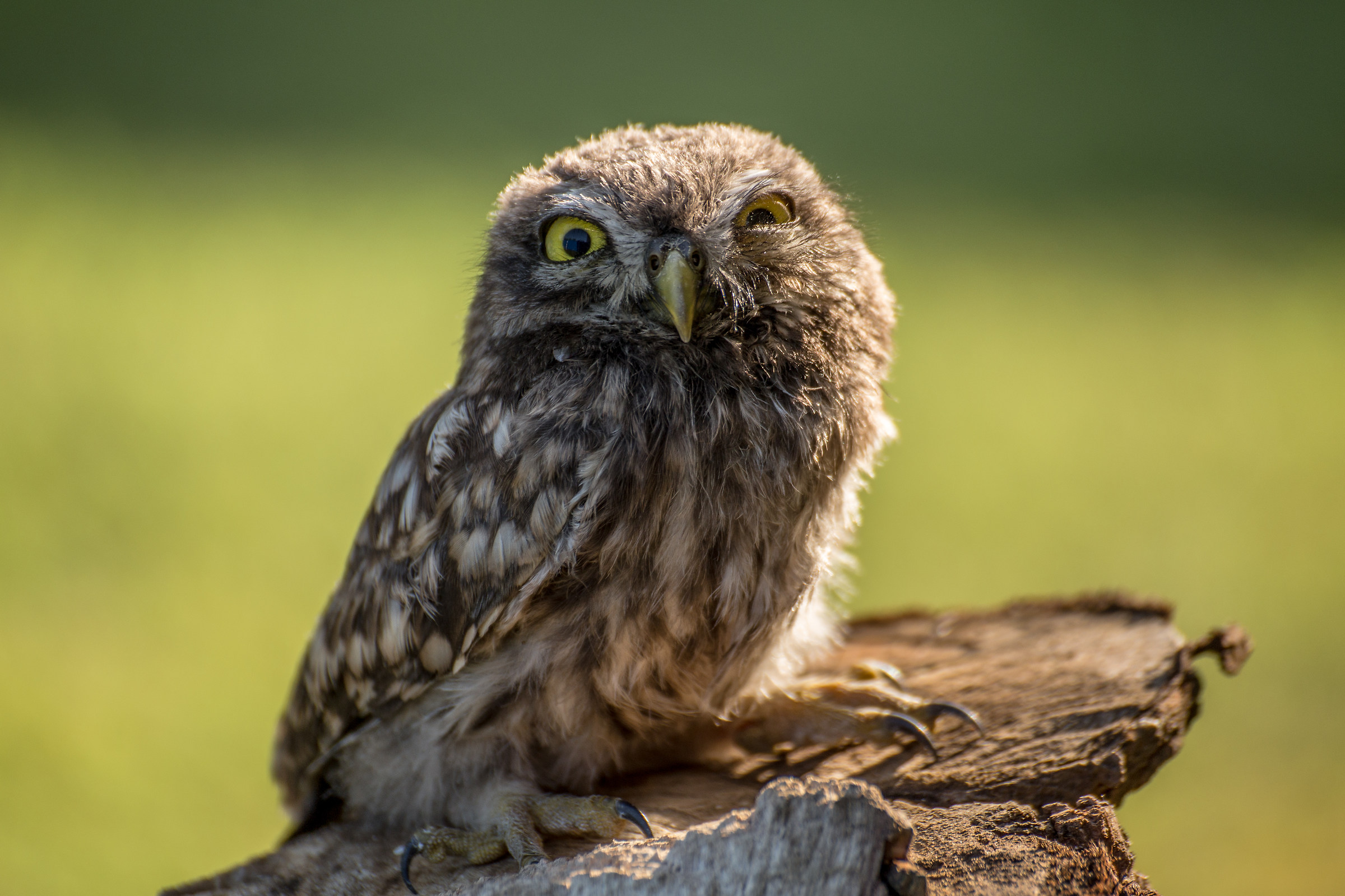 Young owl