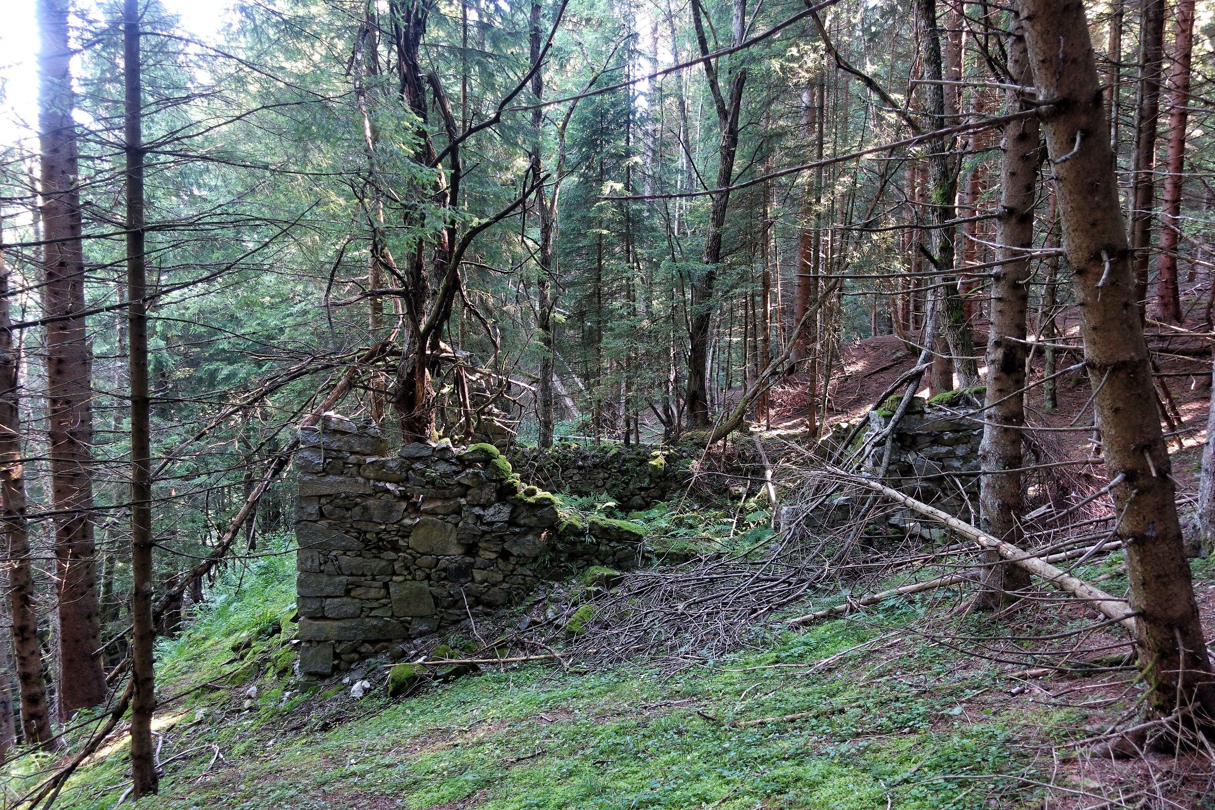 The revenge of the woods