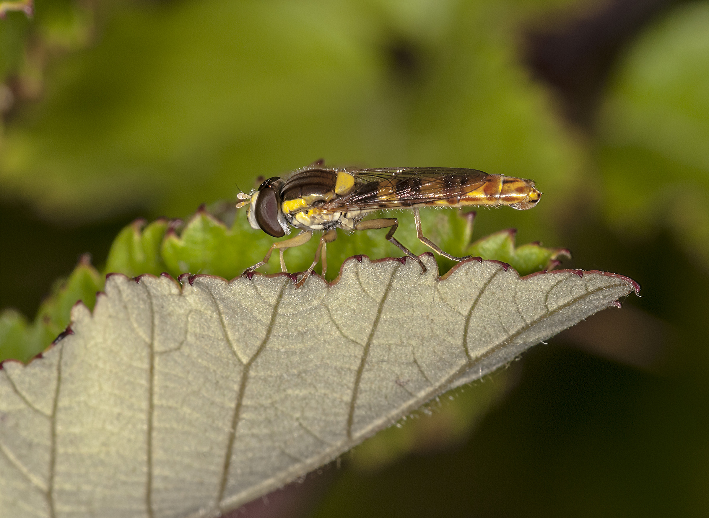 Hoverfly