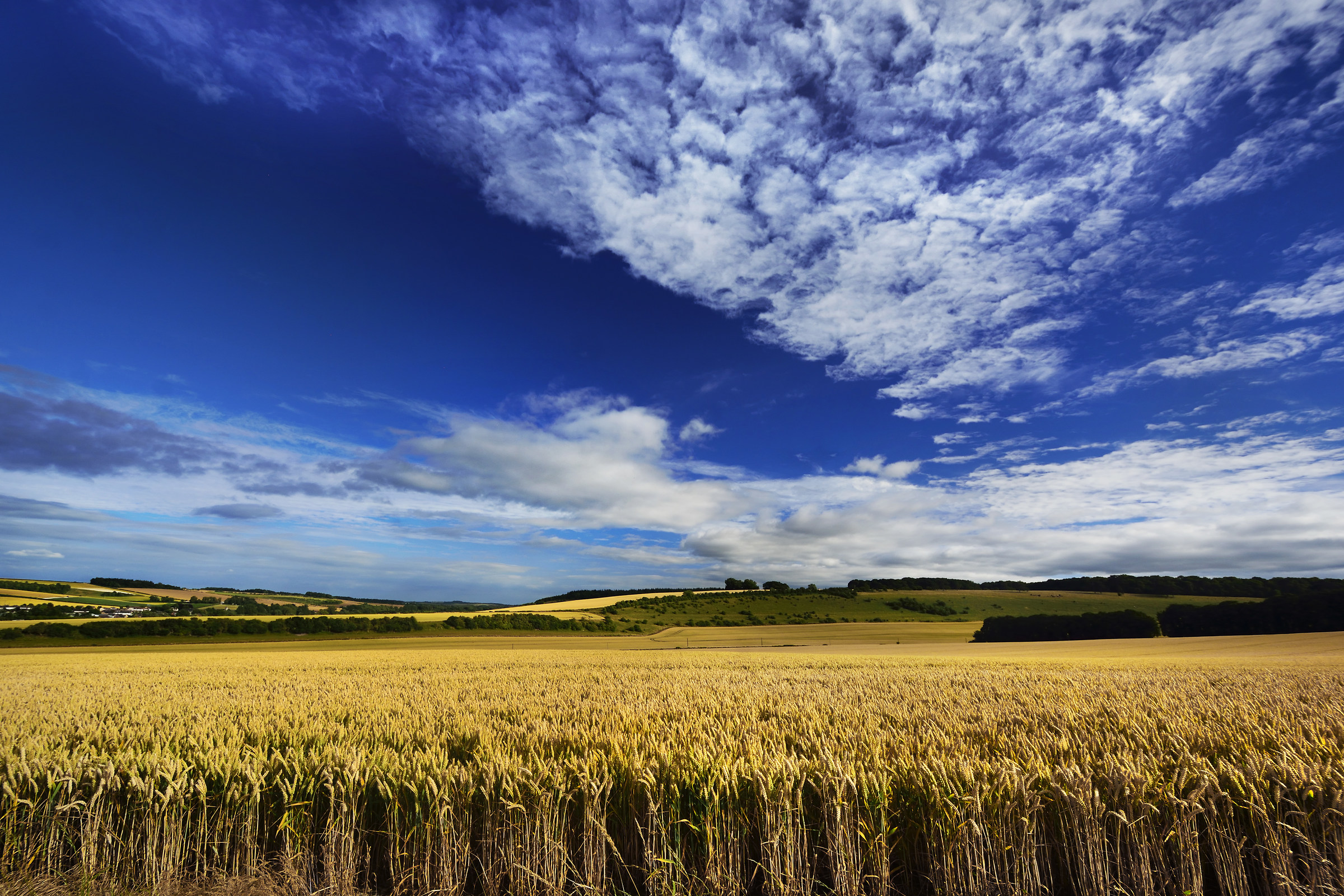 Planted with Precision!