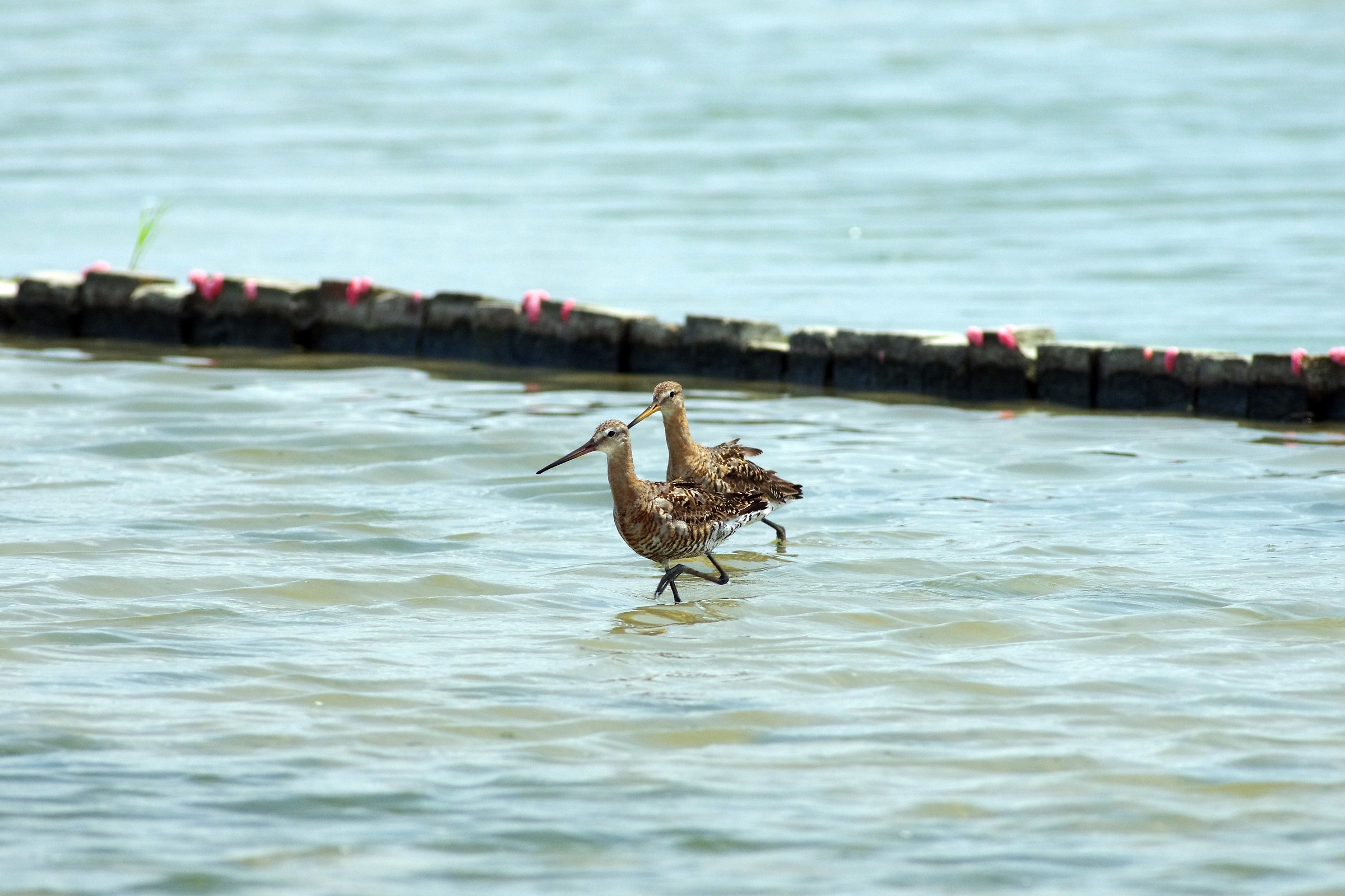 Black-tailed Godwit
