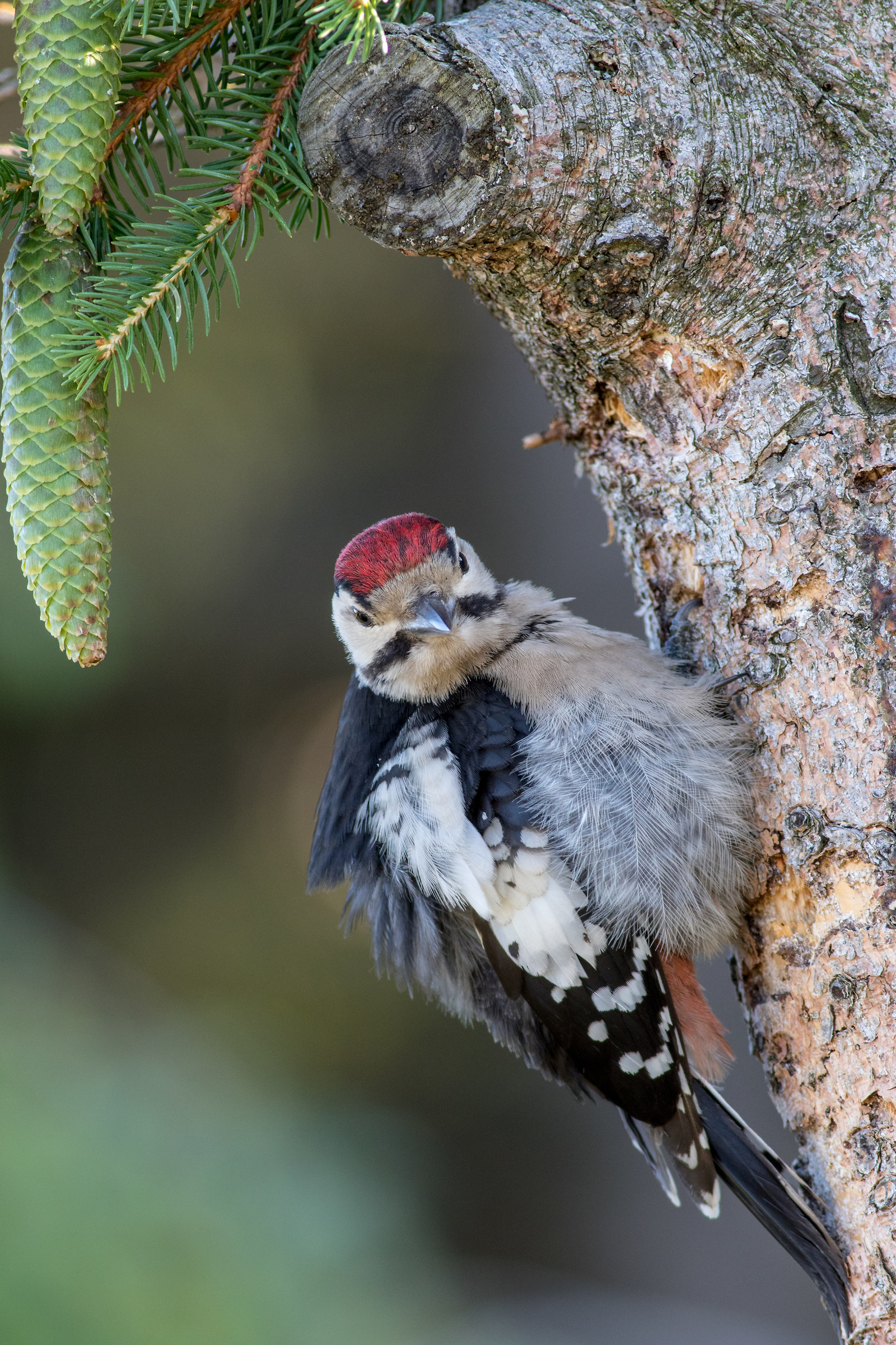 Woodpecker testifies