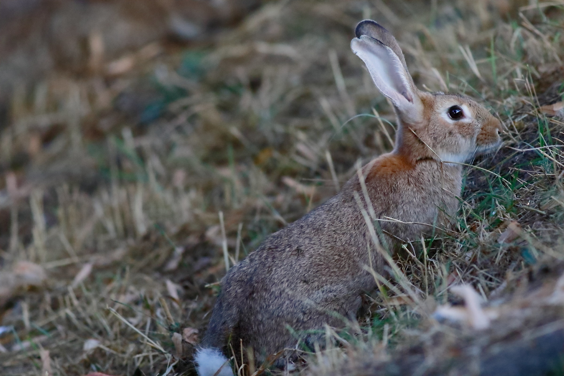 Grazing hare