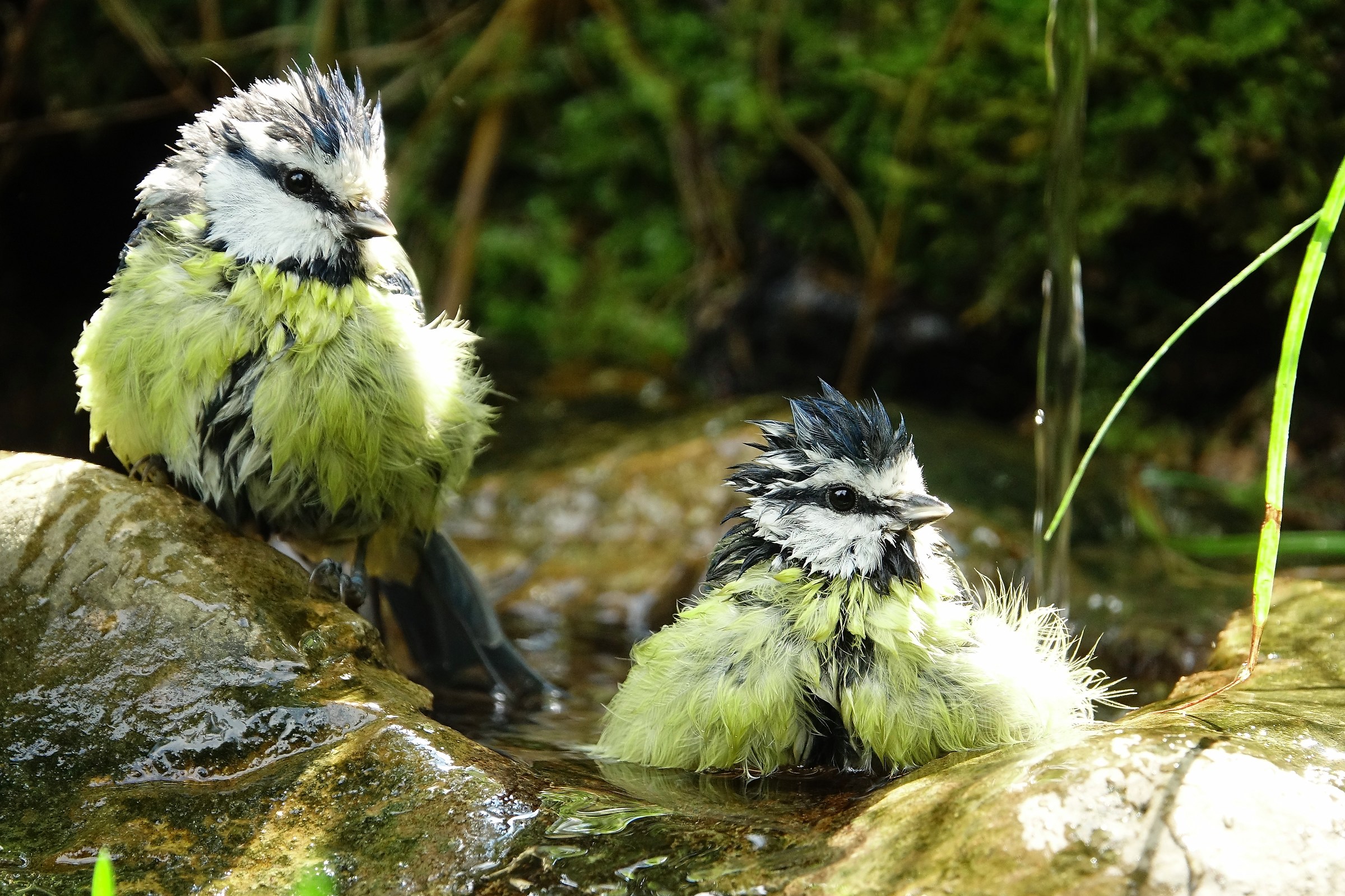 Brothers in the bathroom