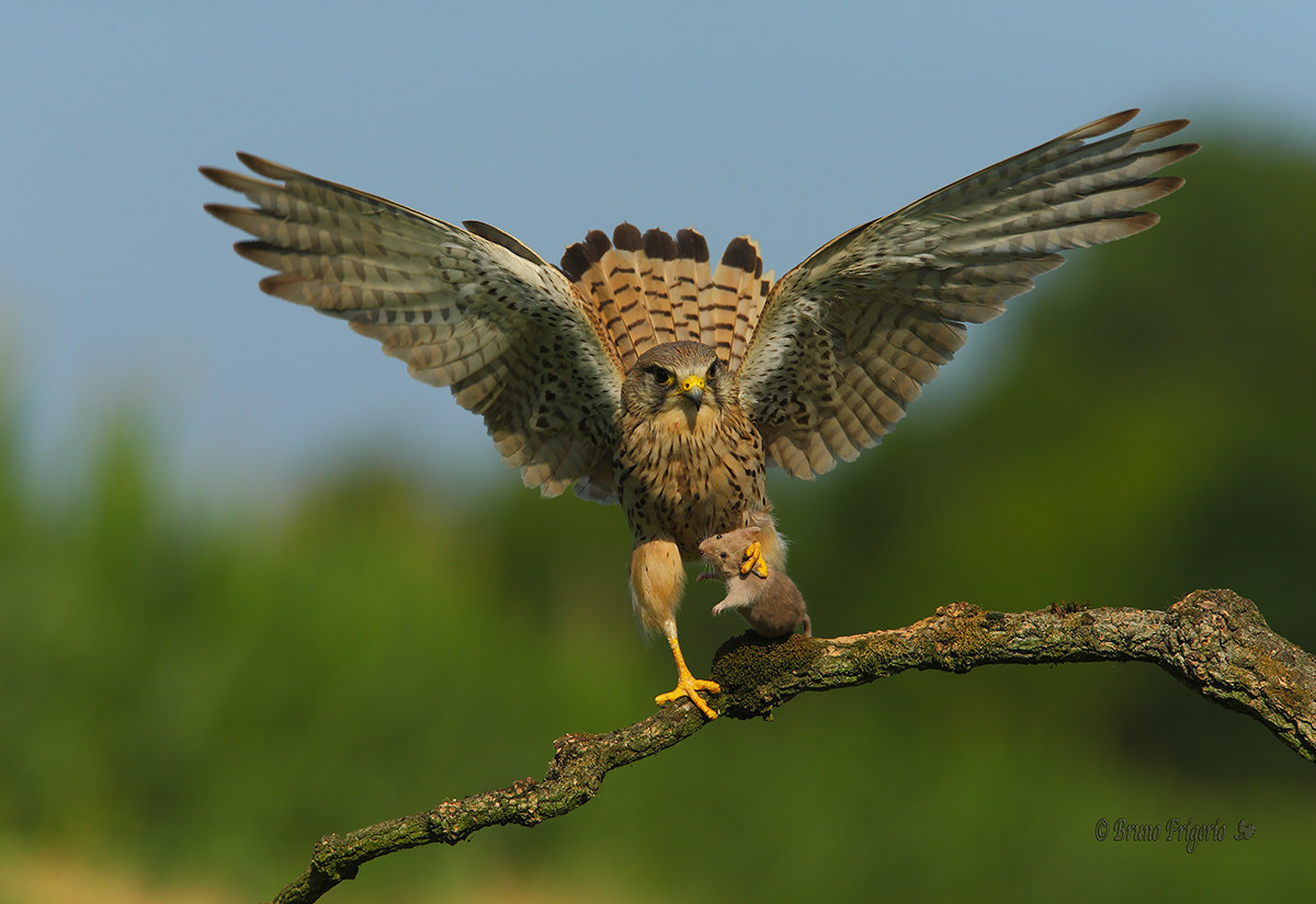kestrel