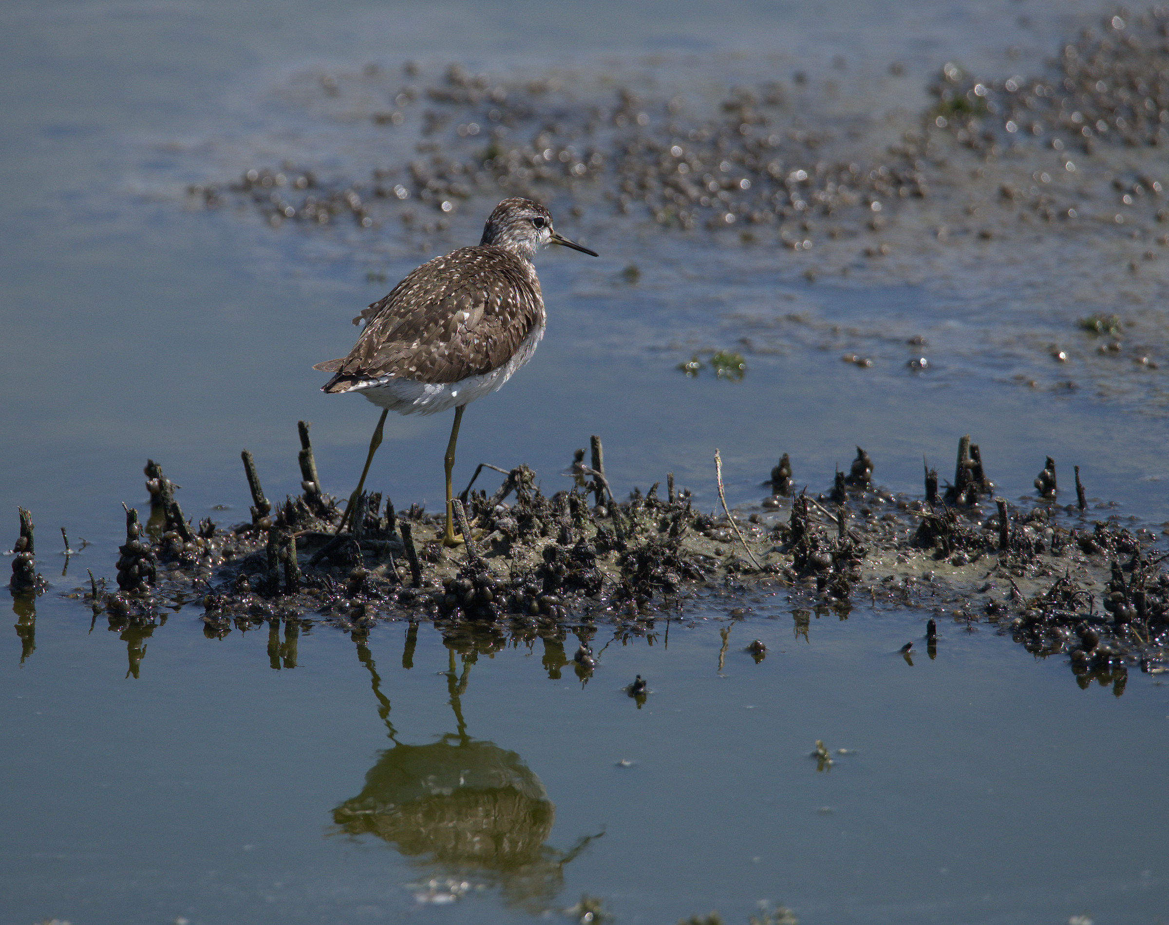 Pyro piro boschereccio