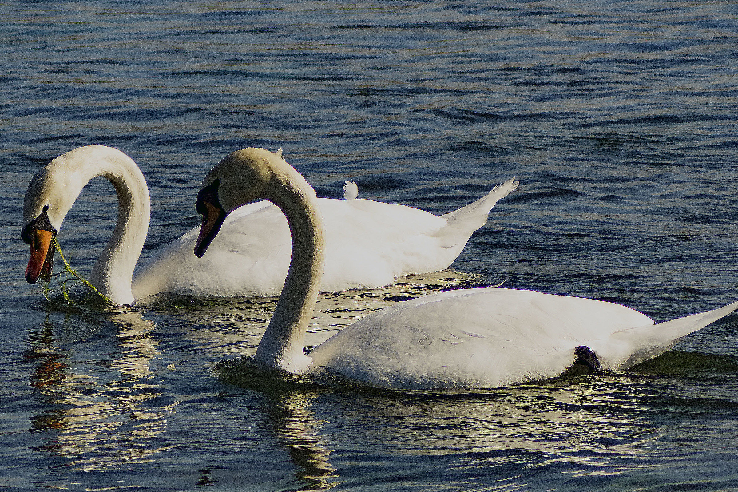 Wild swans