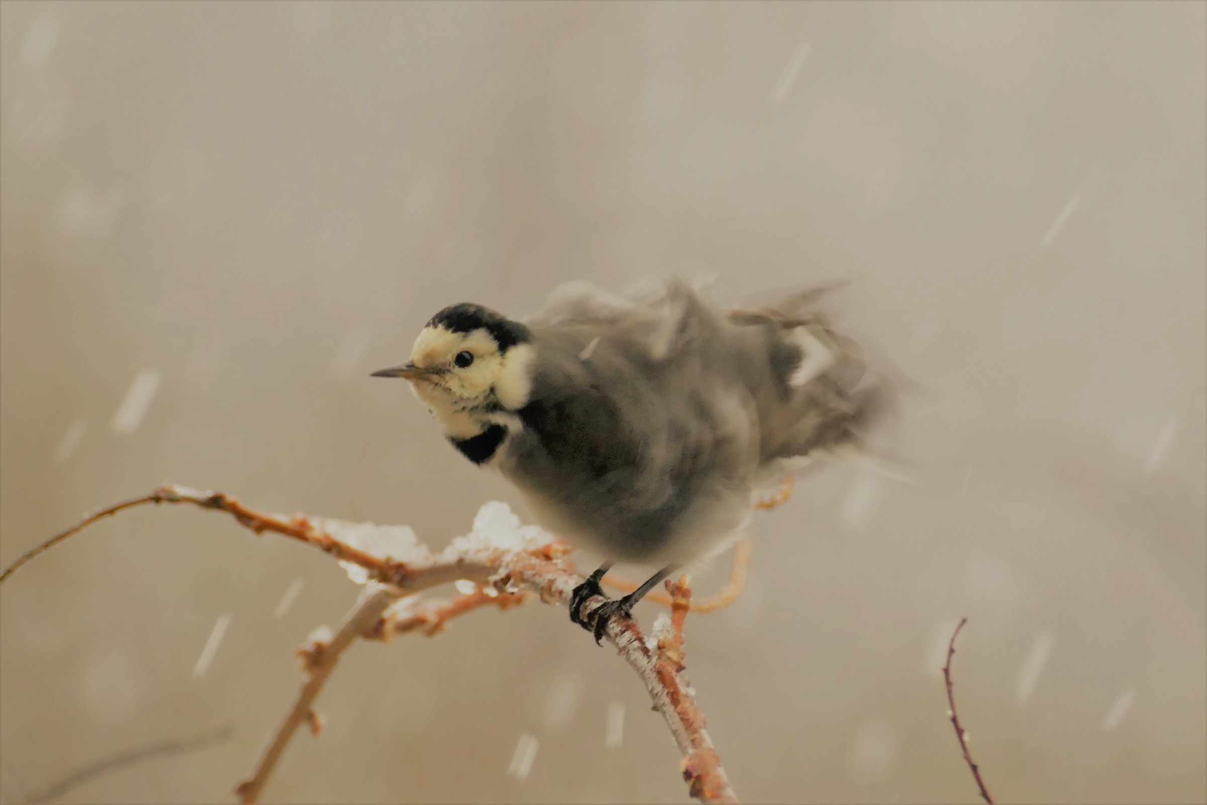 Snowing with the white ballerina