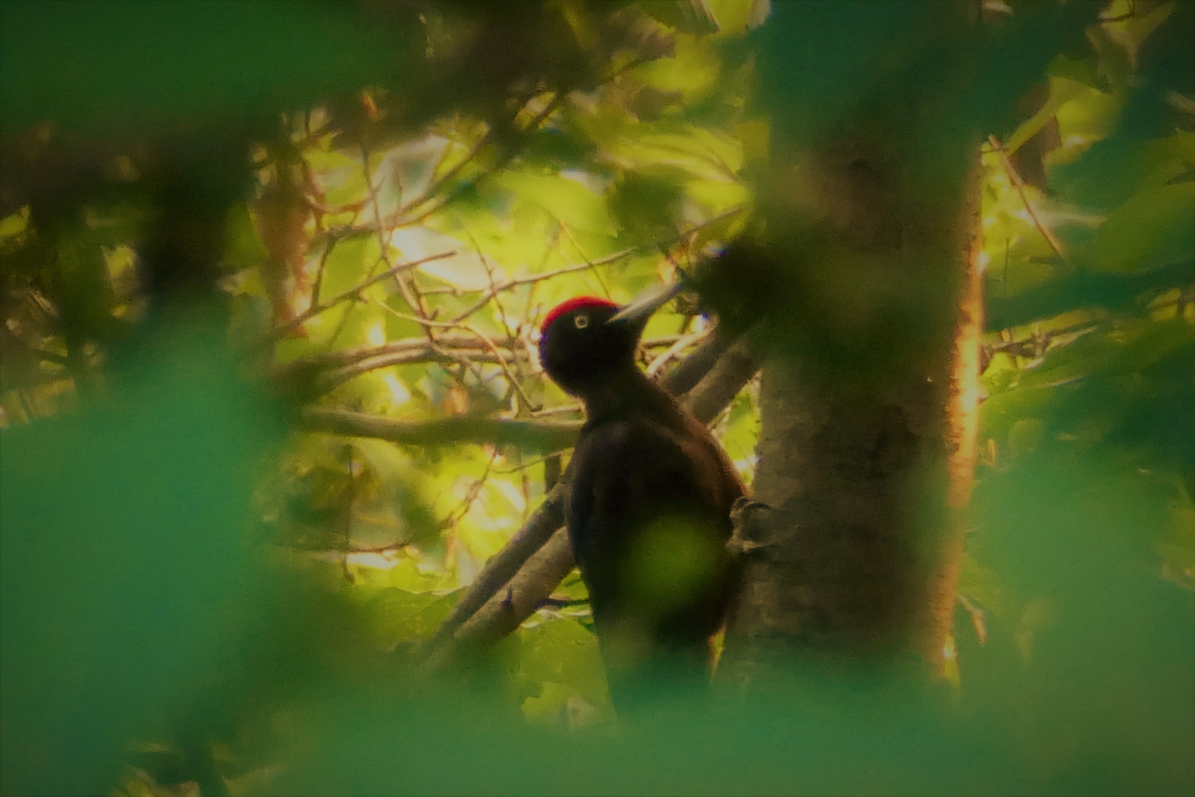 giovane picchio nero