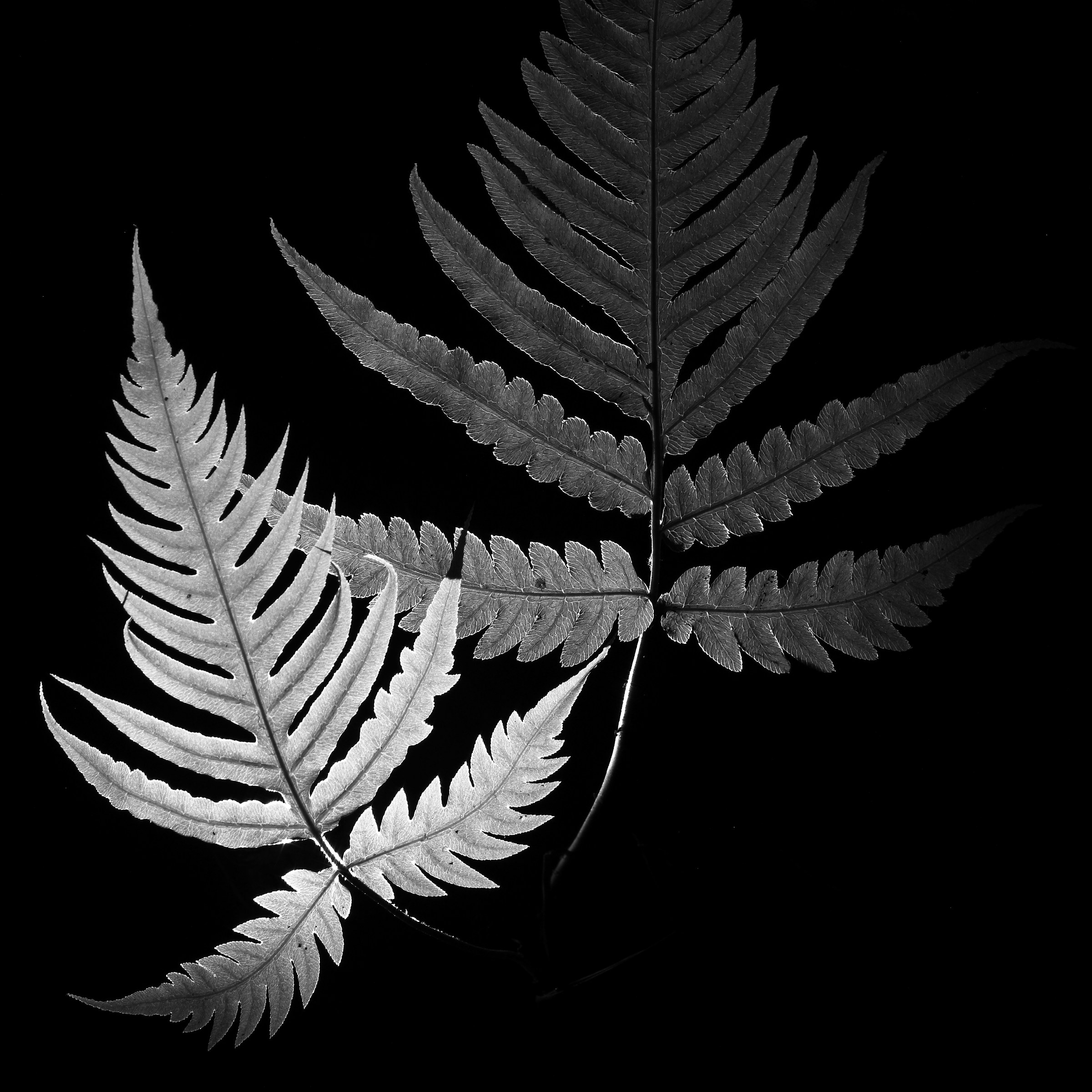 Woodwardia radicans, un fossile vivente.