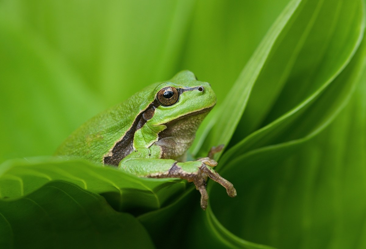 Hyla arborea